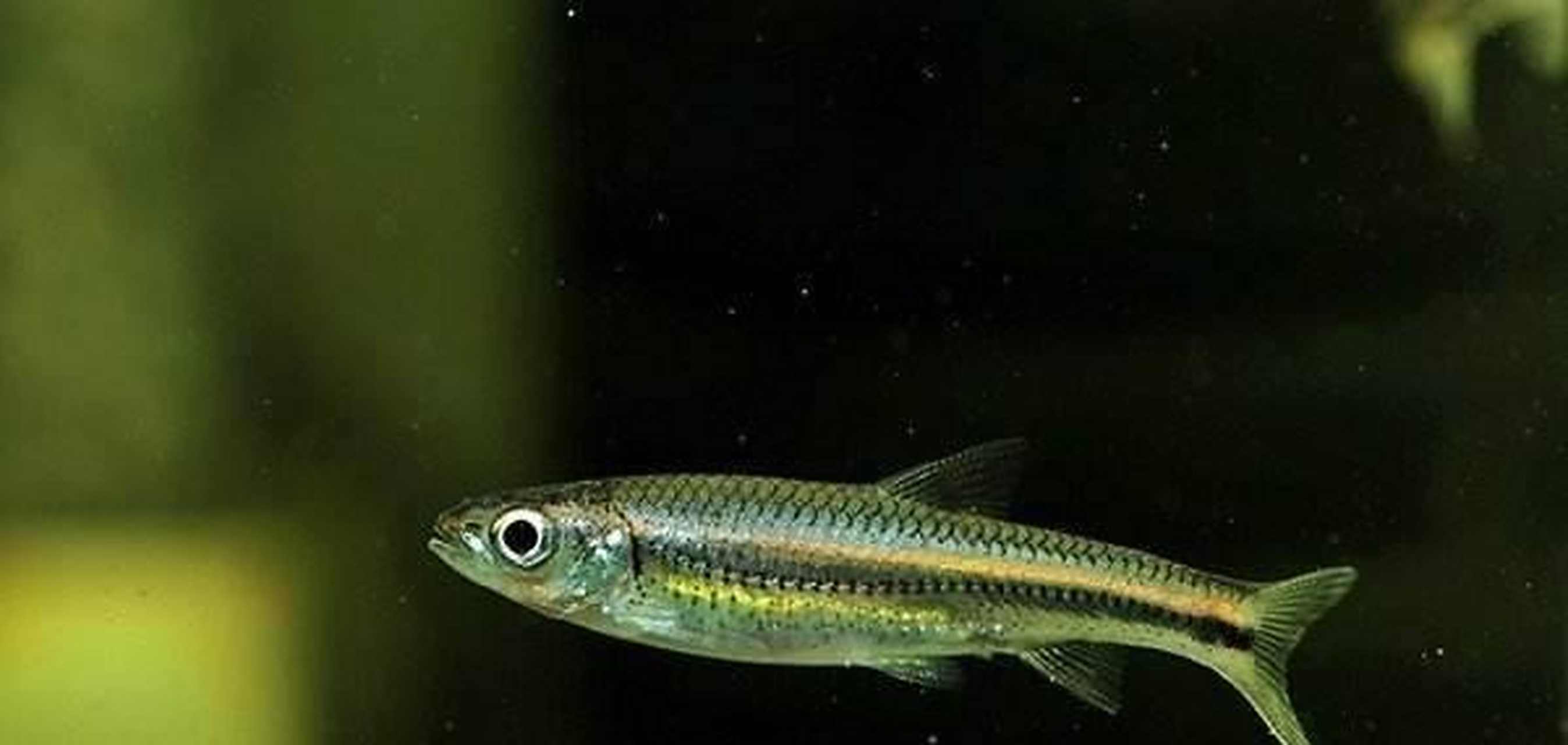 不过要注意的是,小精灵鱼为纯素食性的鱼,当水族箱内没有藻类时很容易