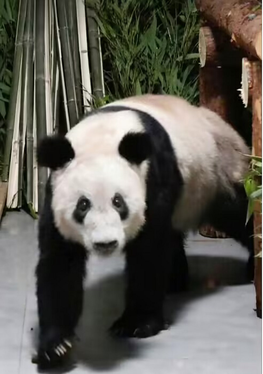 丫丫终于有个熊样啦[开心]希望越来越胖哟