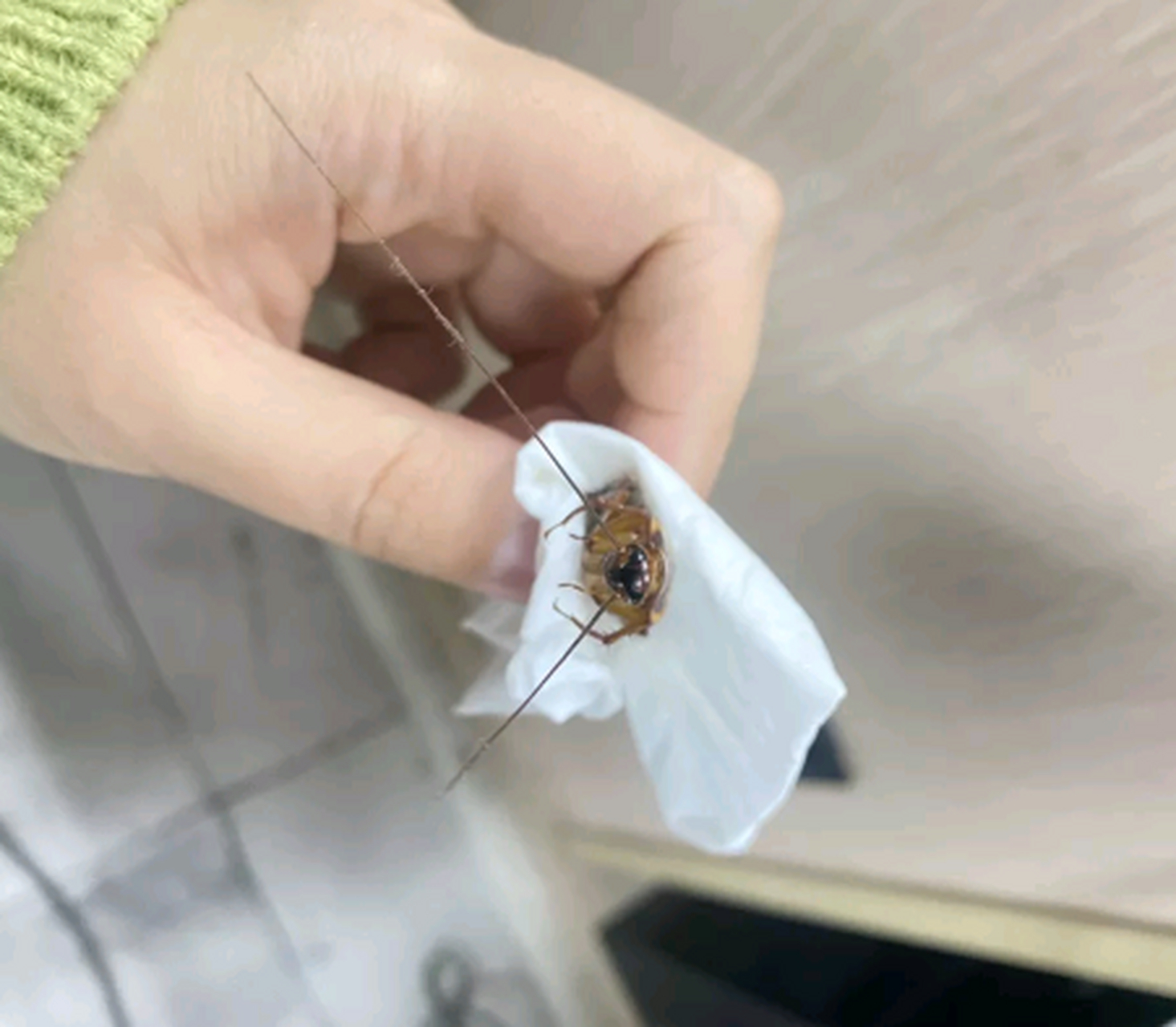 我终于敢徒手抓蟑螂了,第一次看见蟑螂的正脸