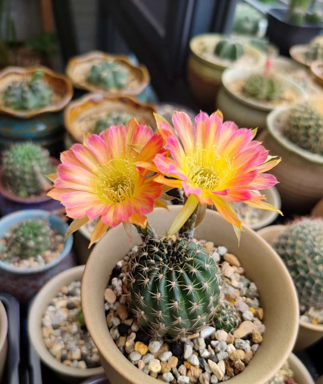 喜欢仙人球的朋友,给大家推荐一个很值得养的品种——它的名字叫"龙蛋