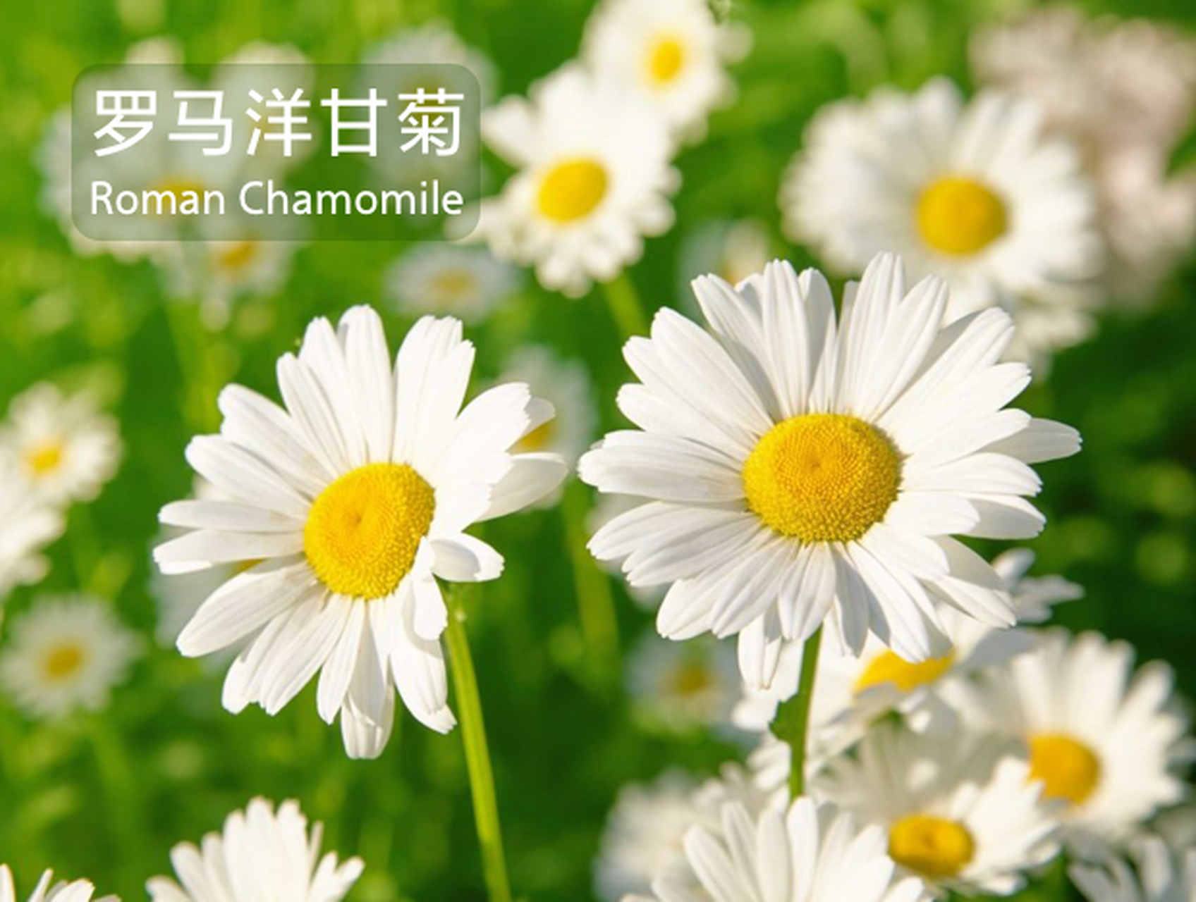 【罗马洋甘菊】在芳香疗法中,罗马洋甘菊被视为一种无所不能的植物