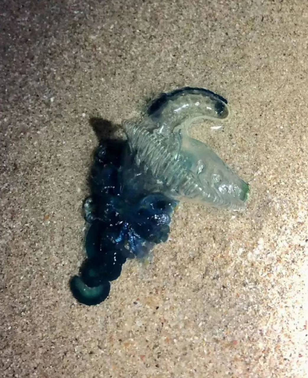 经过对比,发现这个泡泡水母,竟然是剧毒的僧帽水母!