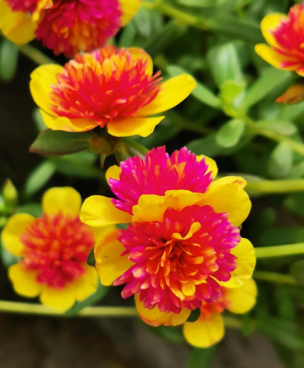 "重楼"系列阔叶重瓣太阳花,夏季的观花"主力",超级耐热耐晒,能顶着