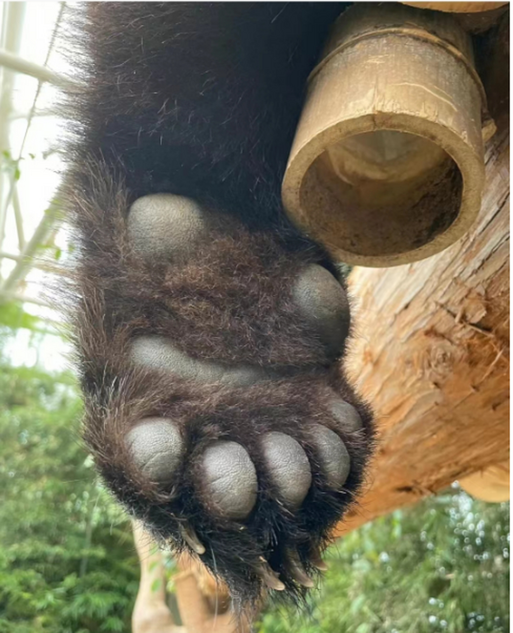 你大家看一下熊掌长什么样吗