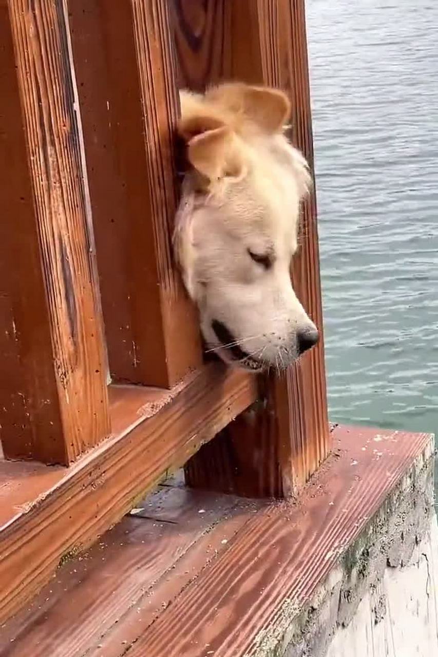 狗的头被卡住了拿不出来怎么办?[微笑]