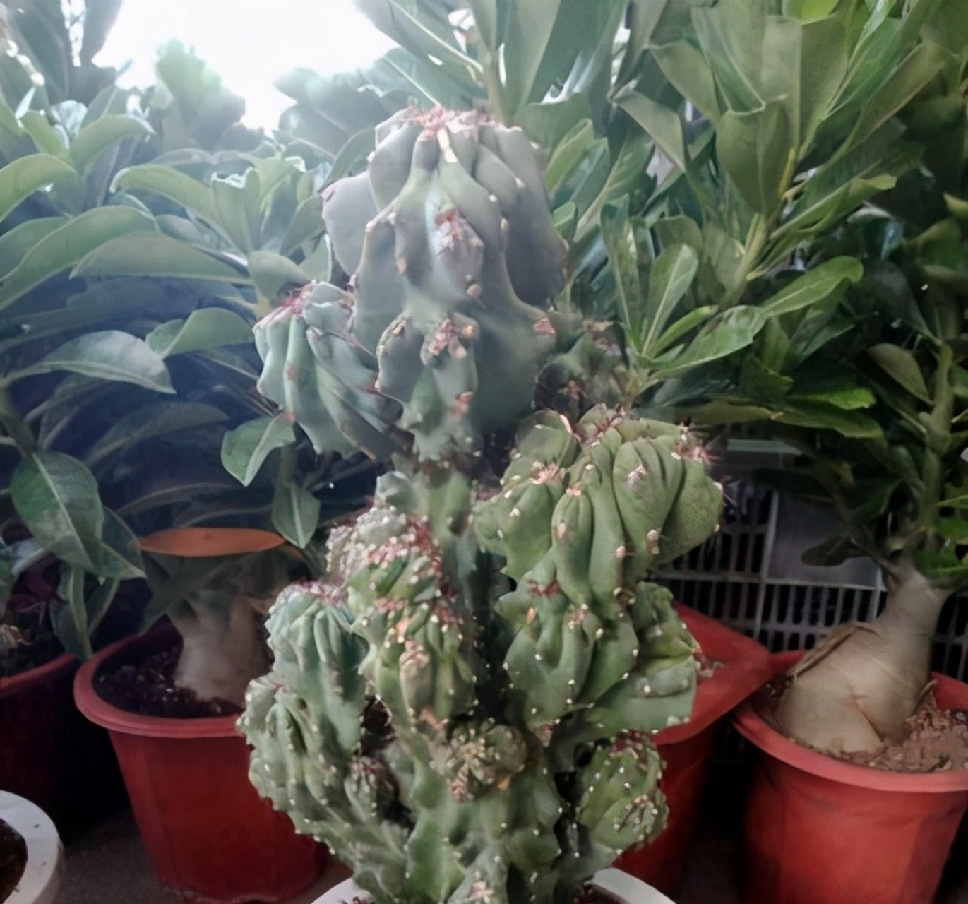 金麒麟树植物图片