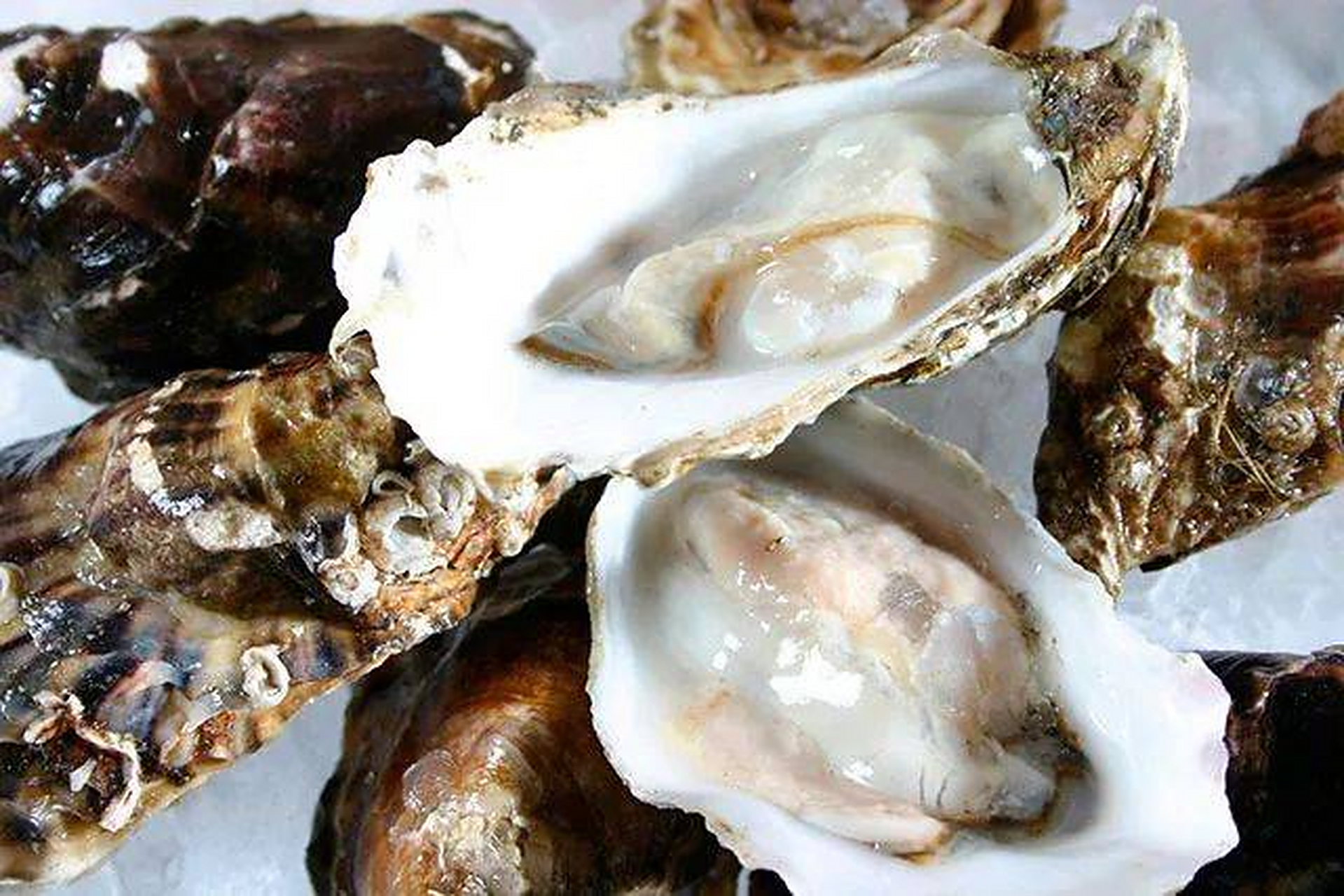 肺上长结节,有一味中药是意想不到的散结高手  牡蛎有软坚散结的作用