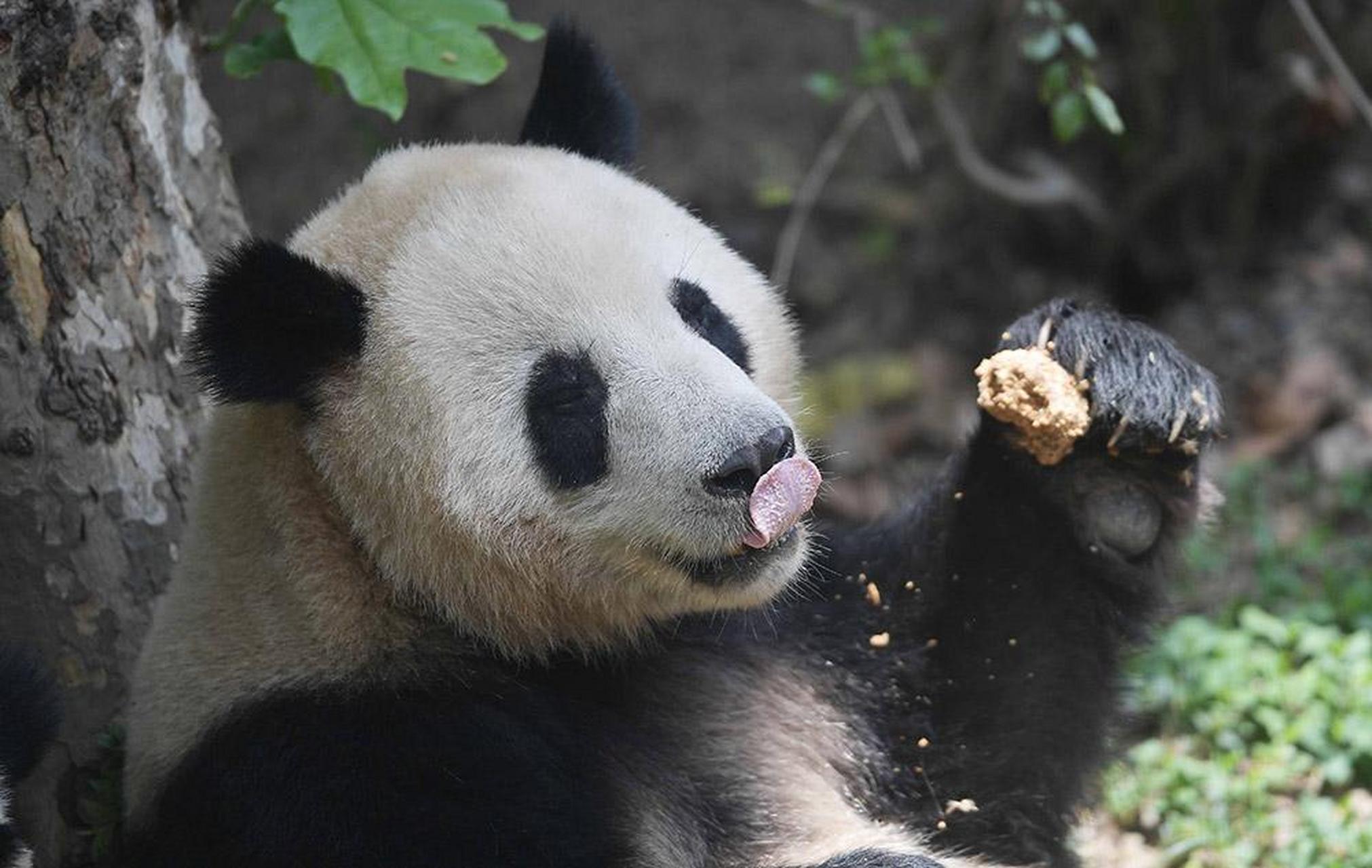 不止熊猫成华区还有这些耍# #地球漫游指南