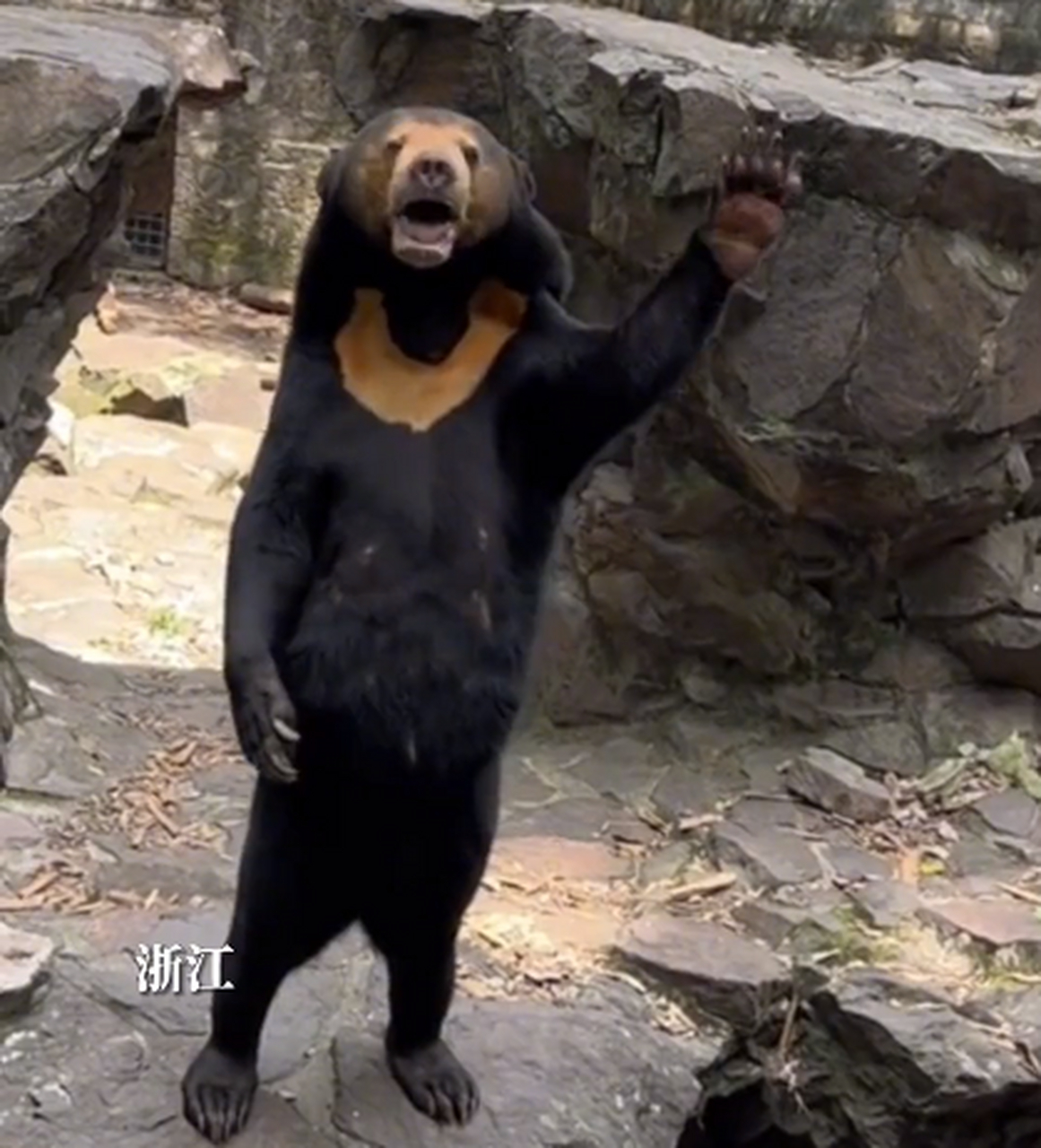 一只熊站着吼叫表情包图片