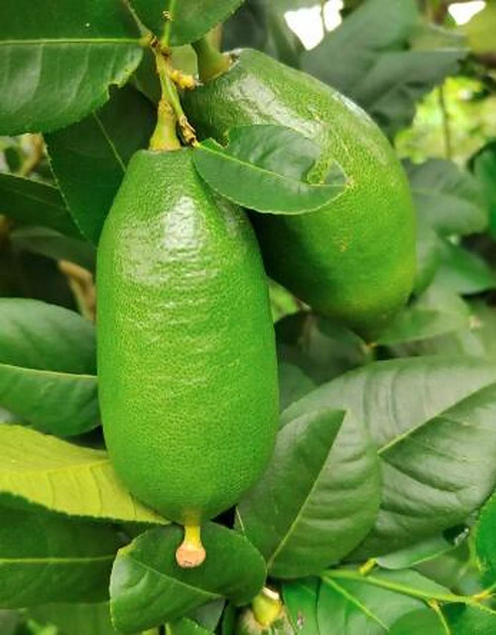 这款海南香水柠檬是一款非常优质的水果,特别适合茶店专用果柠檬鲜果.