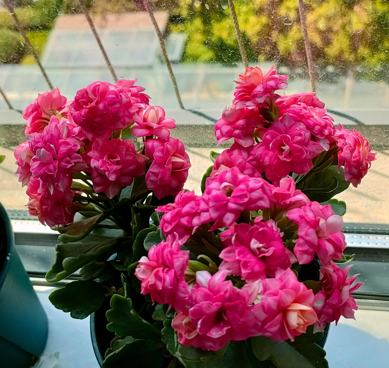 秋天开始,进入长寿花的"主场",这个品种名叫"达科塔",这两年很火的新