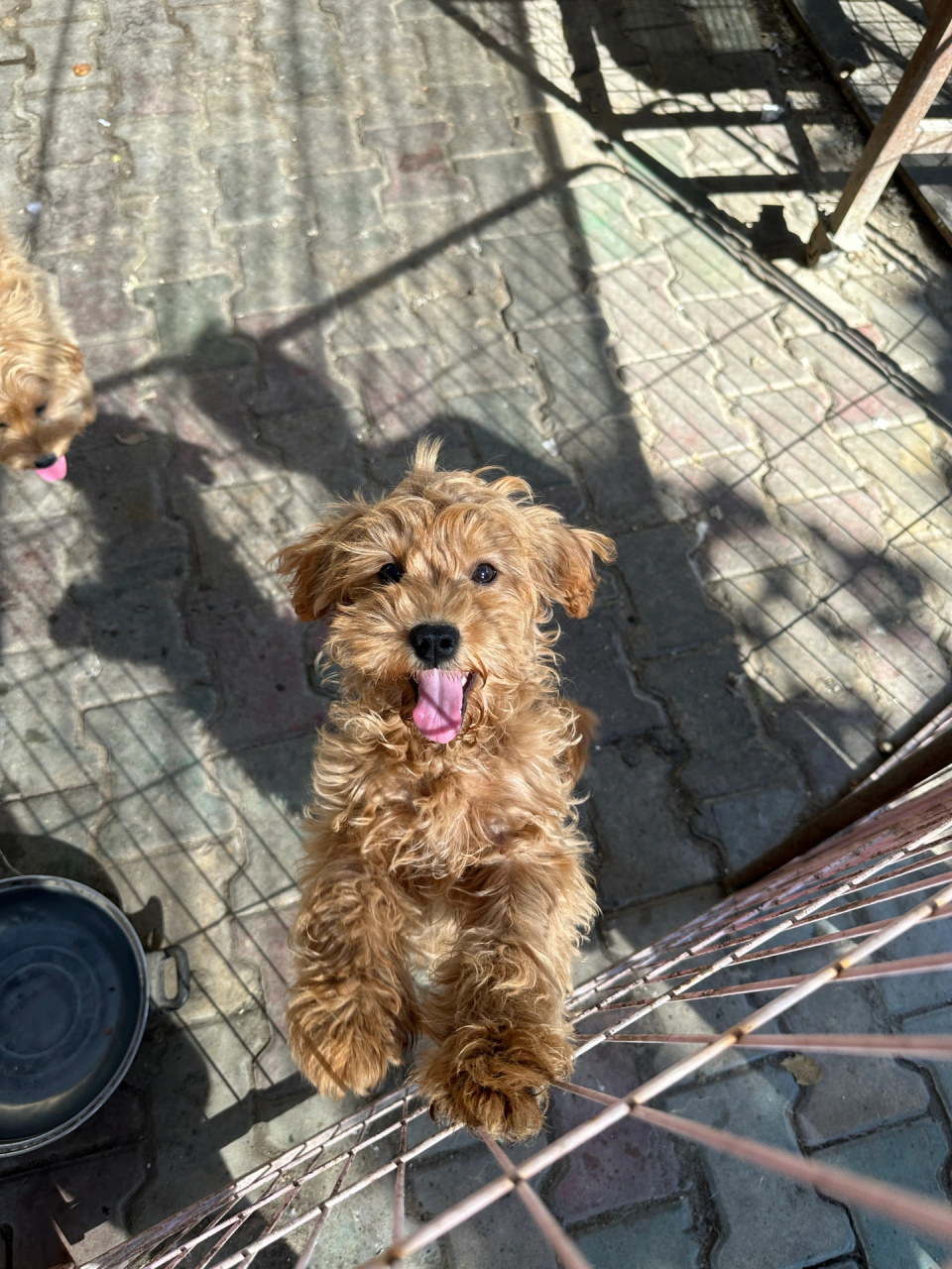 救助站里的可卡布   泰迪串