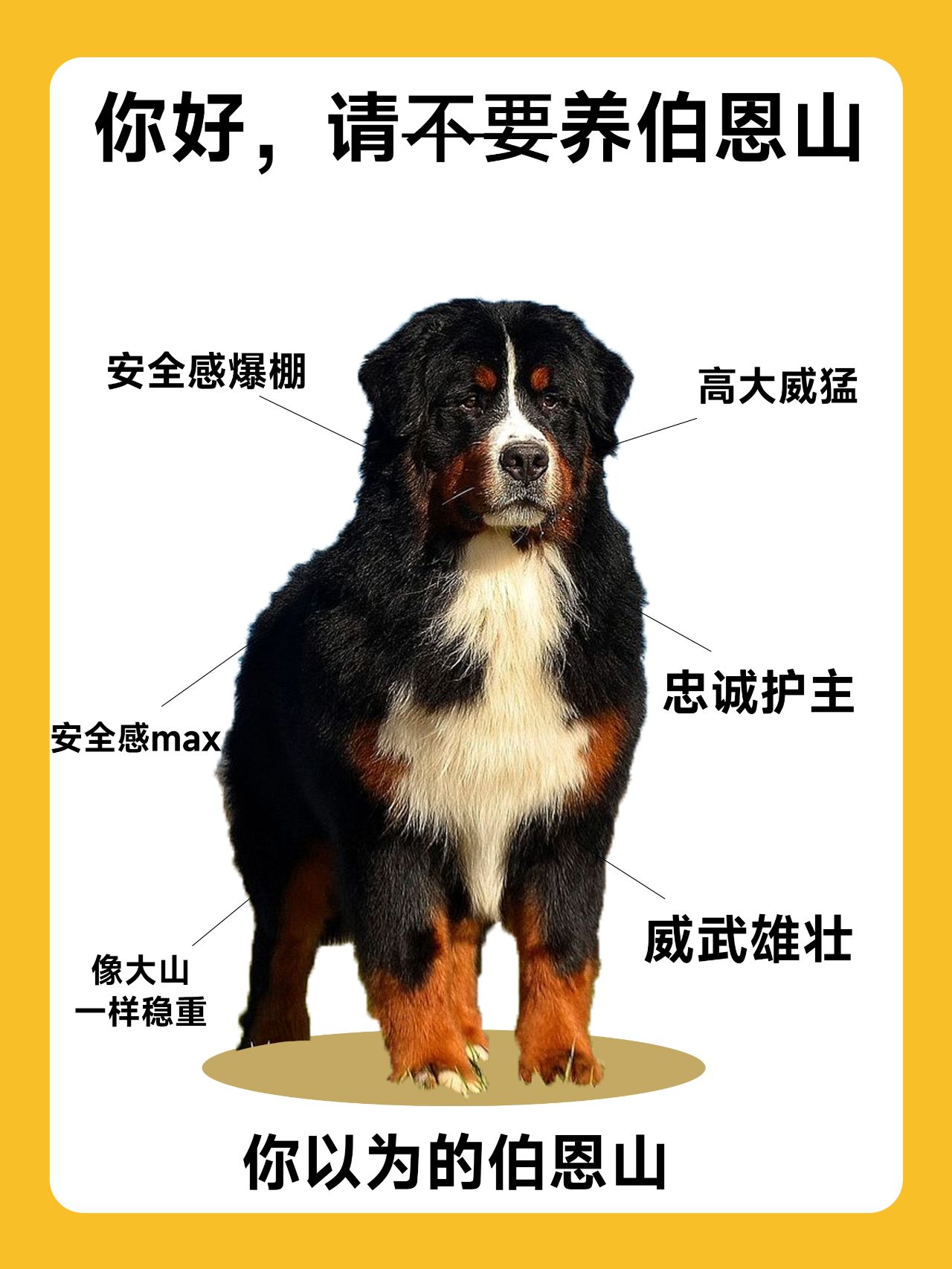 伯恩山犬中国禁养吗图片