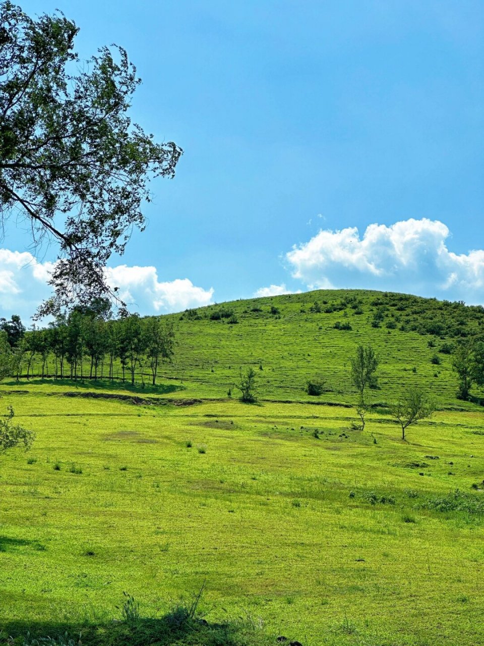 不是新西兰是锦州海湾山  在这个美妙的地方,你可以尽享草坪,海岸线和