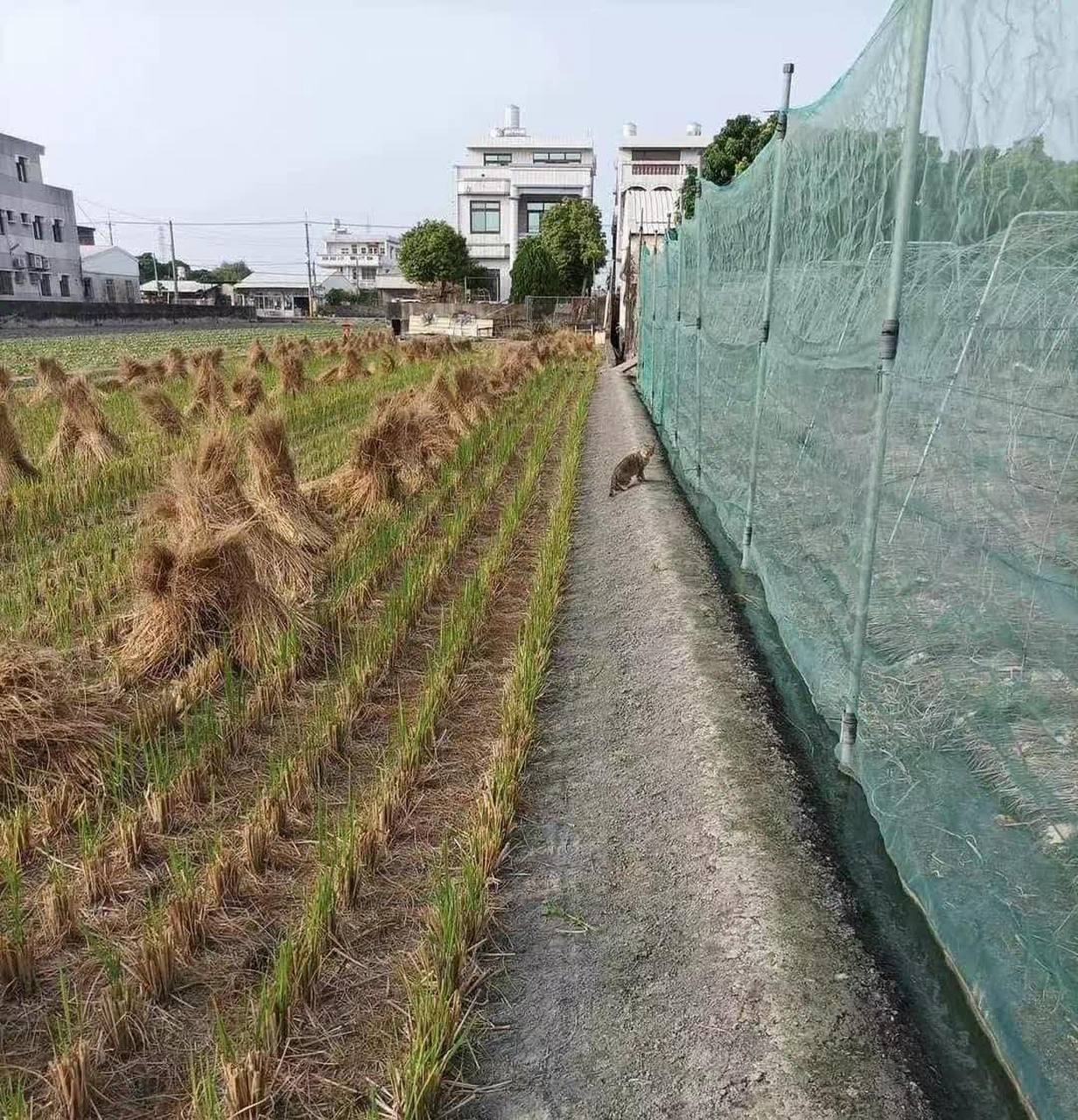 網友:我以為貓冷了,想挖個坑把它埋了#趣圖呵呵##沙磚童子大全#[偷笑]