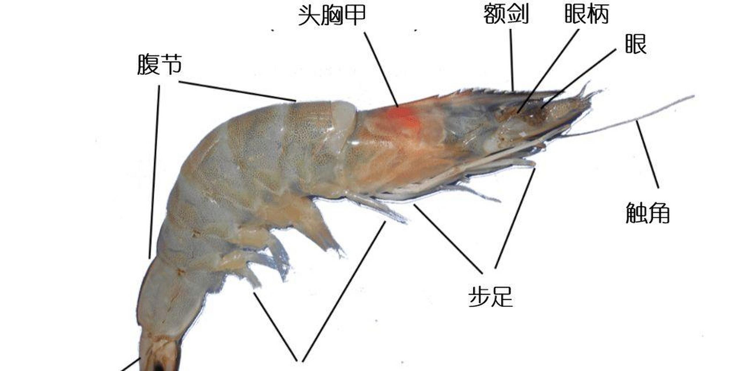 虾黄在哪个位置图解图片