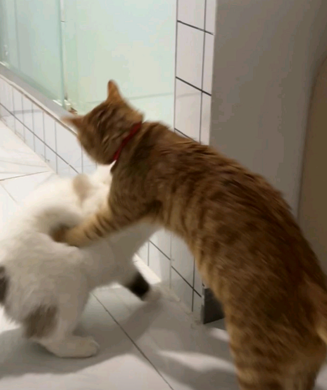 小猫打架怎么这么搞笑,太有意思了