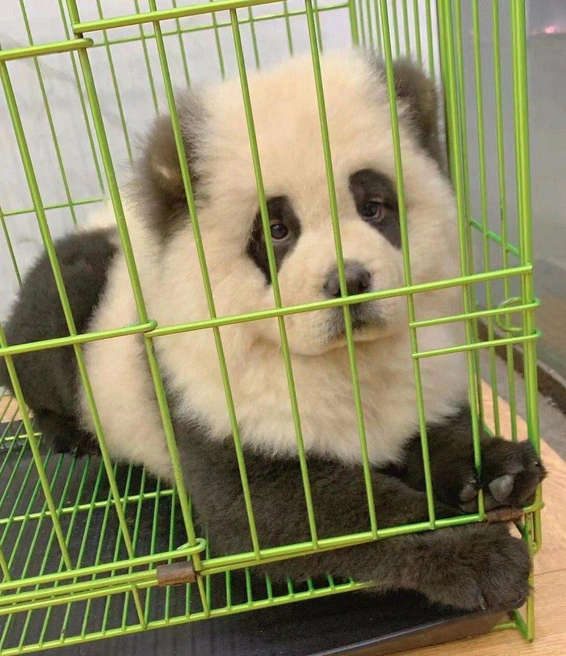 熊猫狗价钱图片