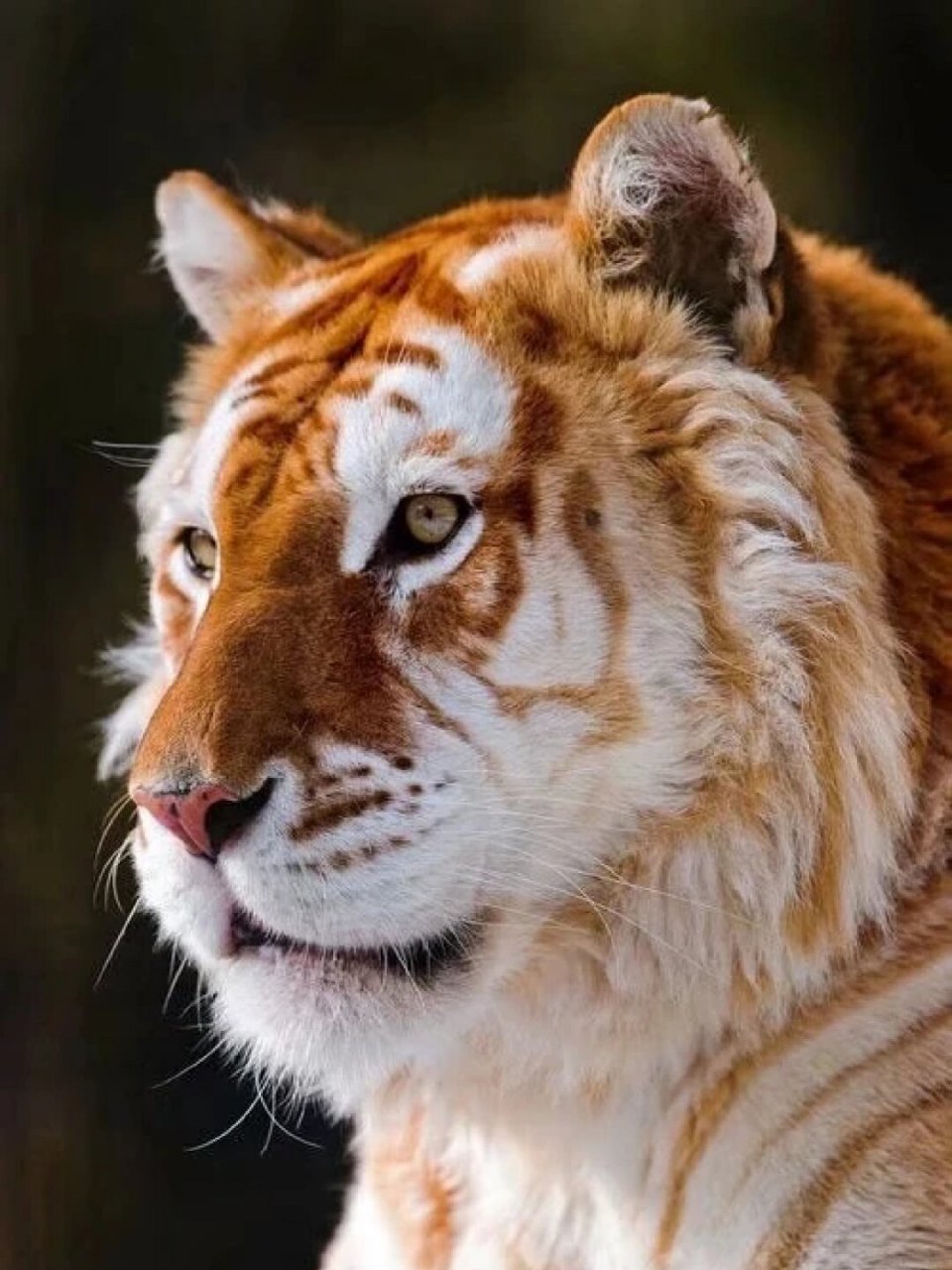 每天认识一种有趣动物|金虎  金虎,孟加拉虎的金黄色变种,属于哺乳纲