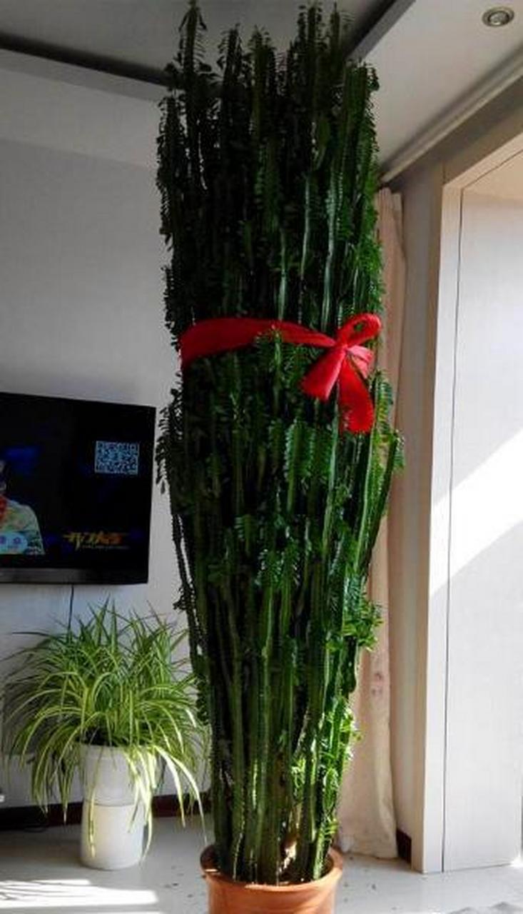 [樱花]龙骨是属于大戟科多年生多肉植物,又称彩云阁,三角霸王鞭,看着