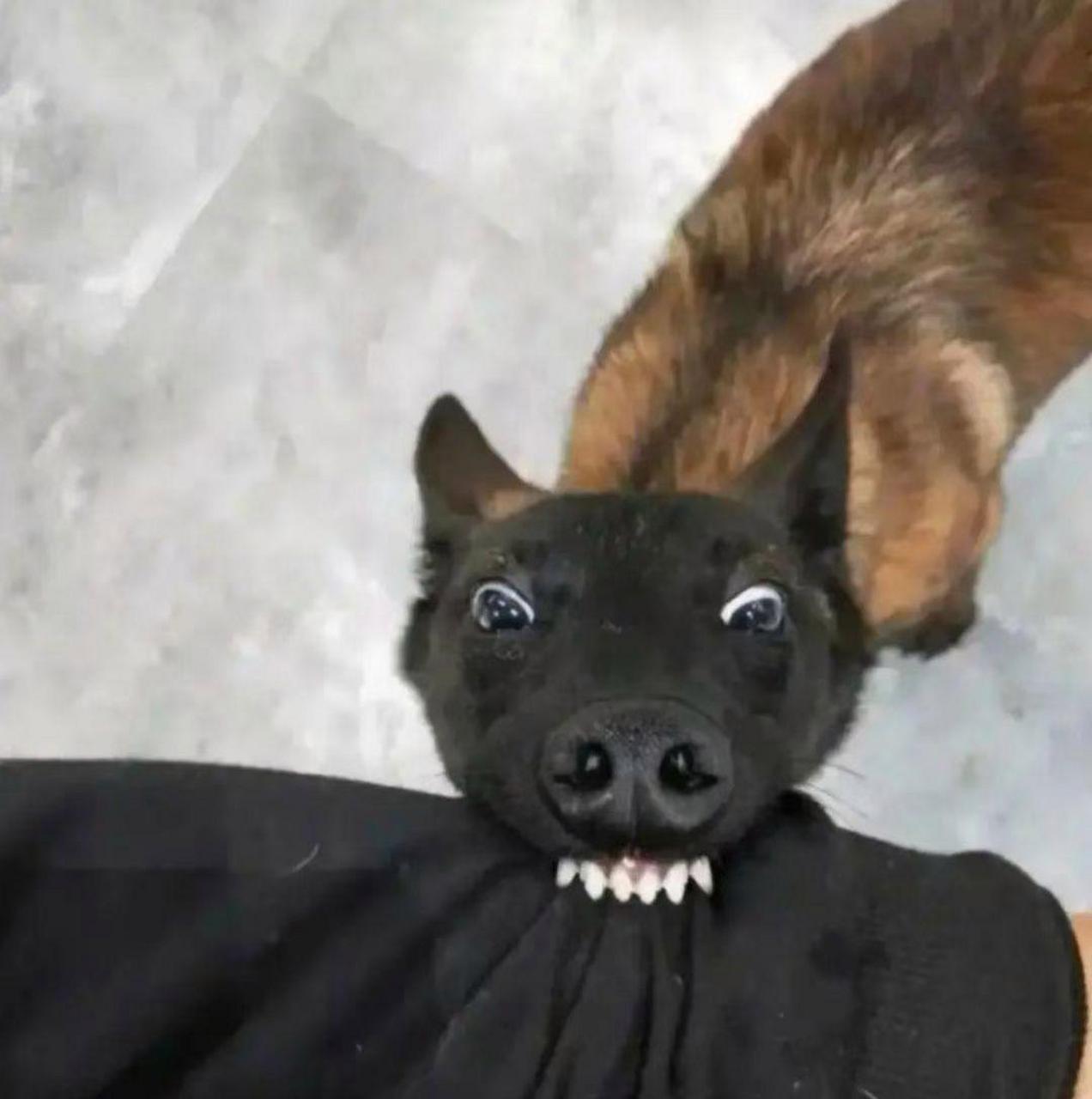 所以说,狗不要乱咬人.对不对?