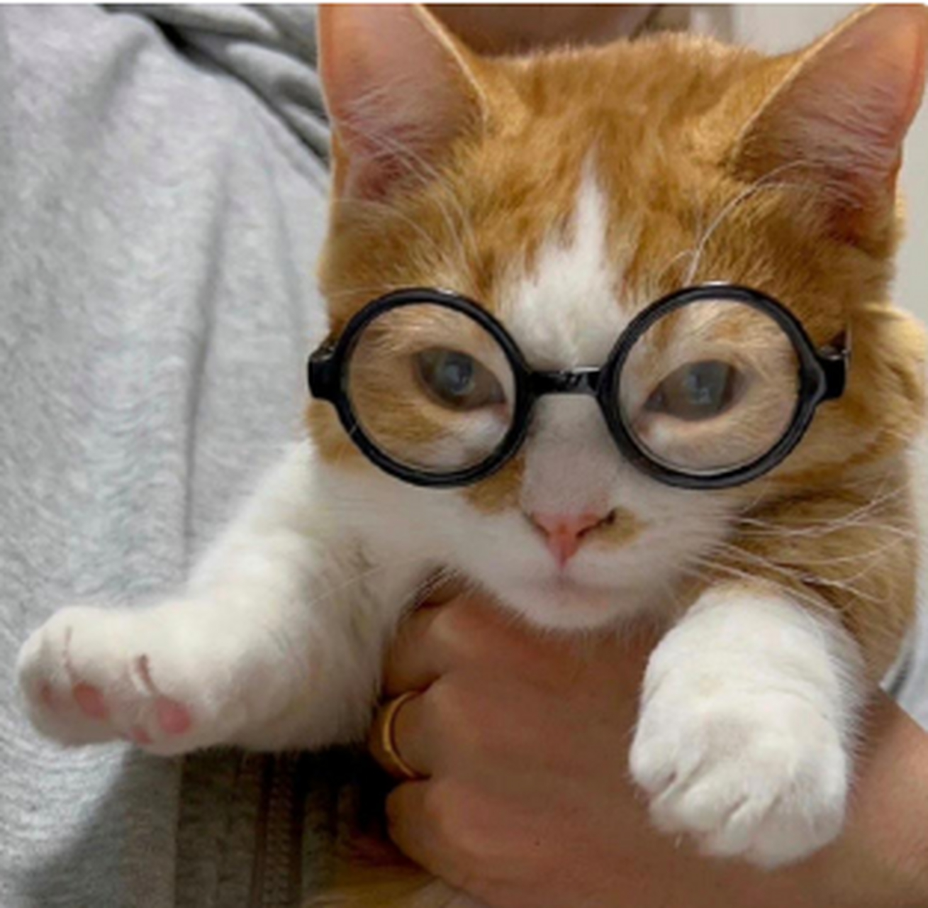 小猫戴眼镜头像图片