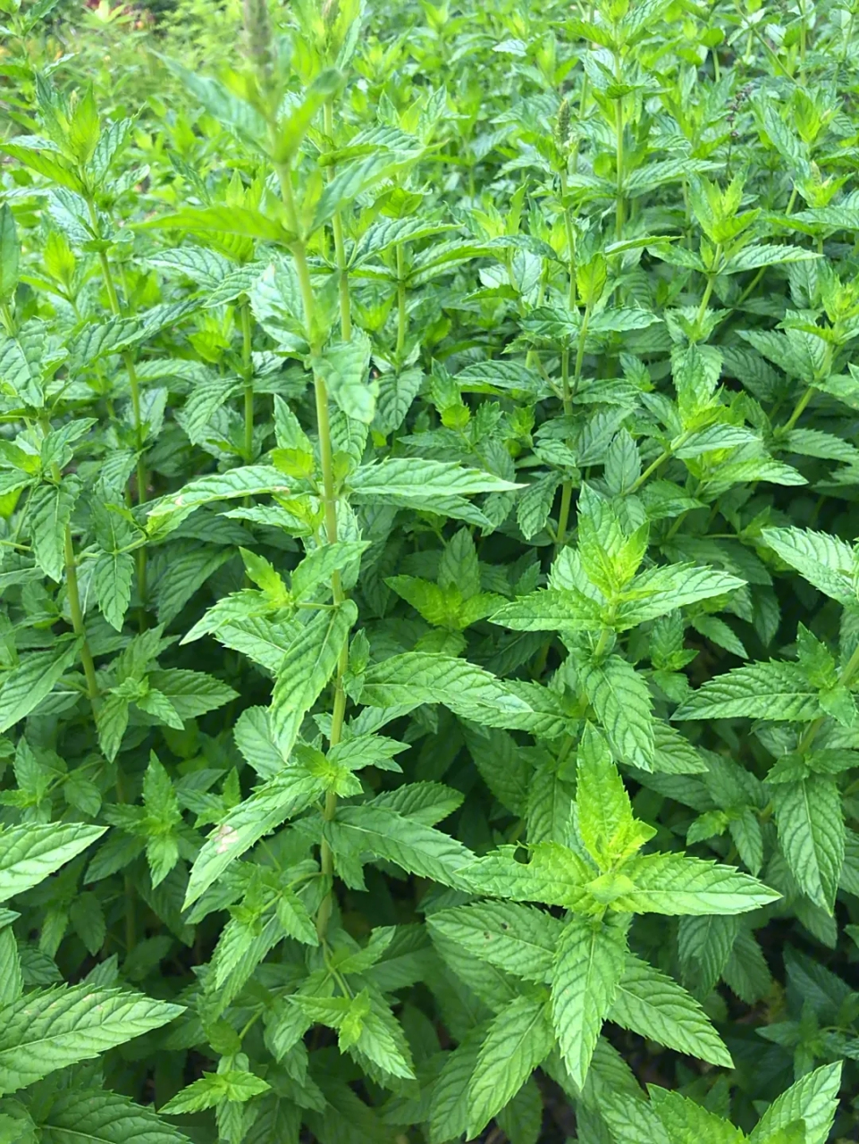 是一种广泛应用的草本植物,属于唇形科薄荷属