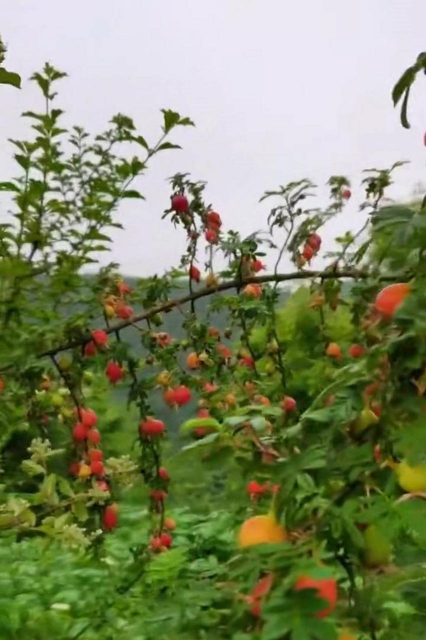 山上看到的果树,这果子太诱人了,就是不知道能不能吃呢?