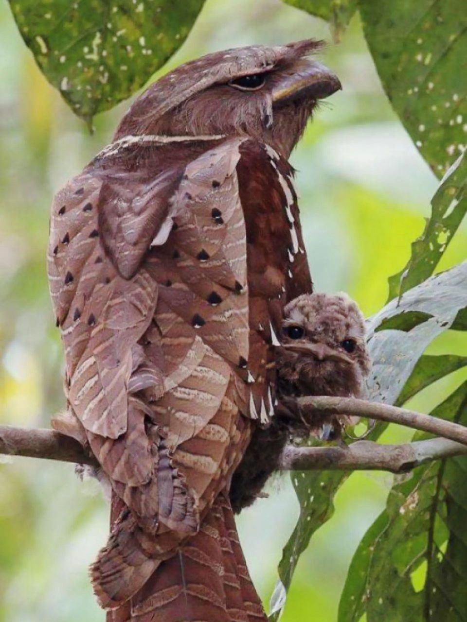 长着青蛙嘴像木头的鸟 有一种鸟,长着极具标识性的青蛙嘴,还有着仿佛