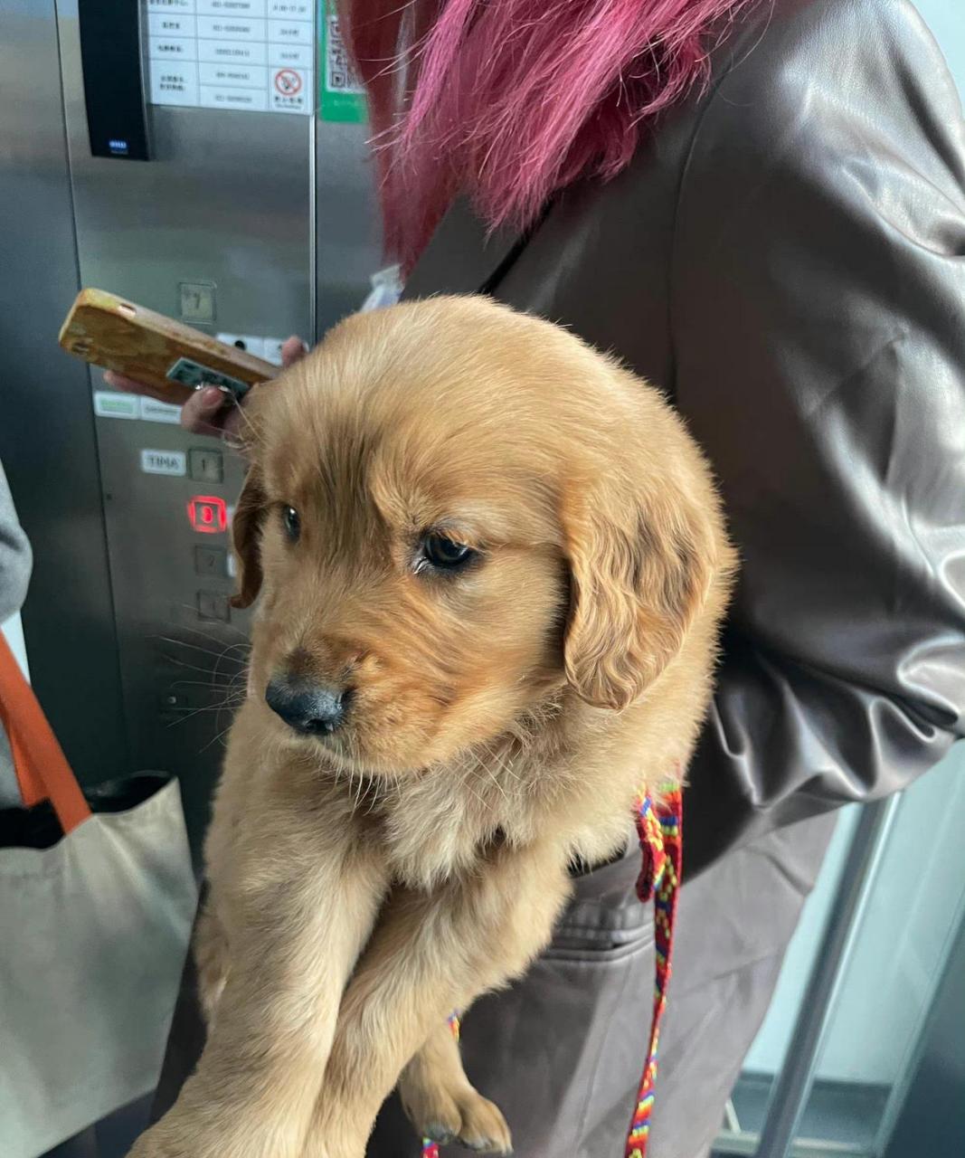 电梯遇到带狗上班的女孩,狗子才三个月大,奶声奶气!