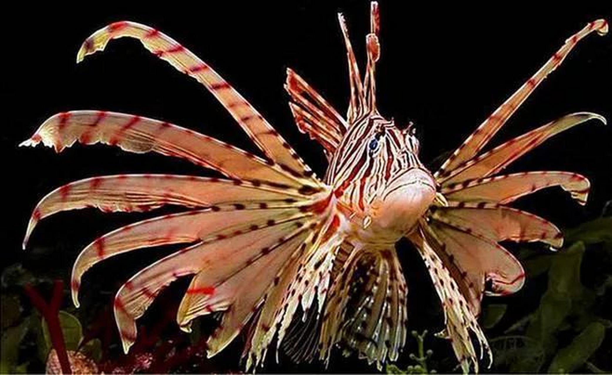 太平洋塔氏刺狮子鱼被日本人称为气球鱼,它们虽然身为水族,但真的不