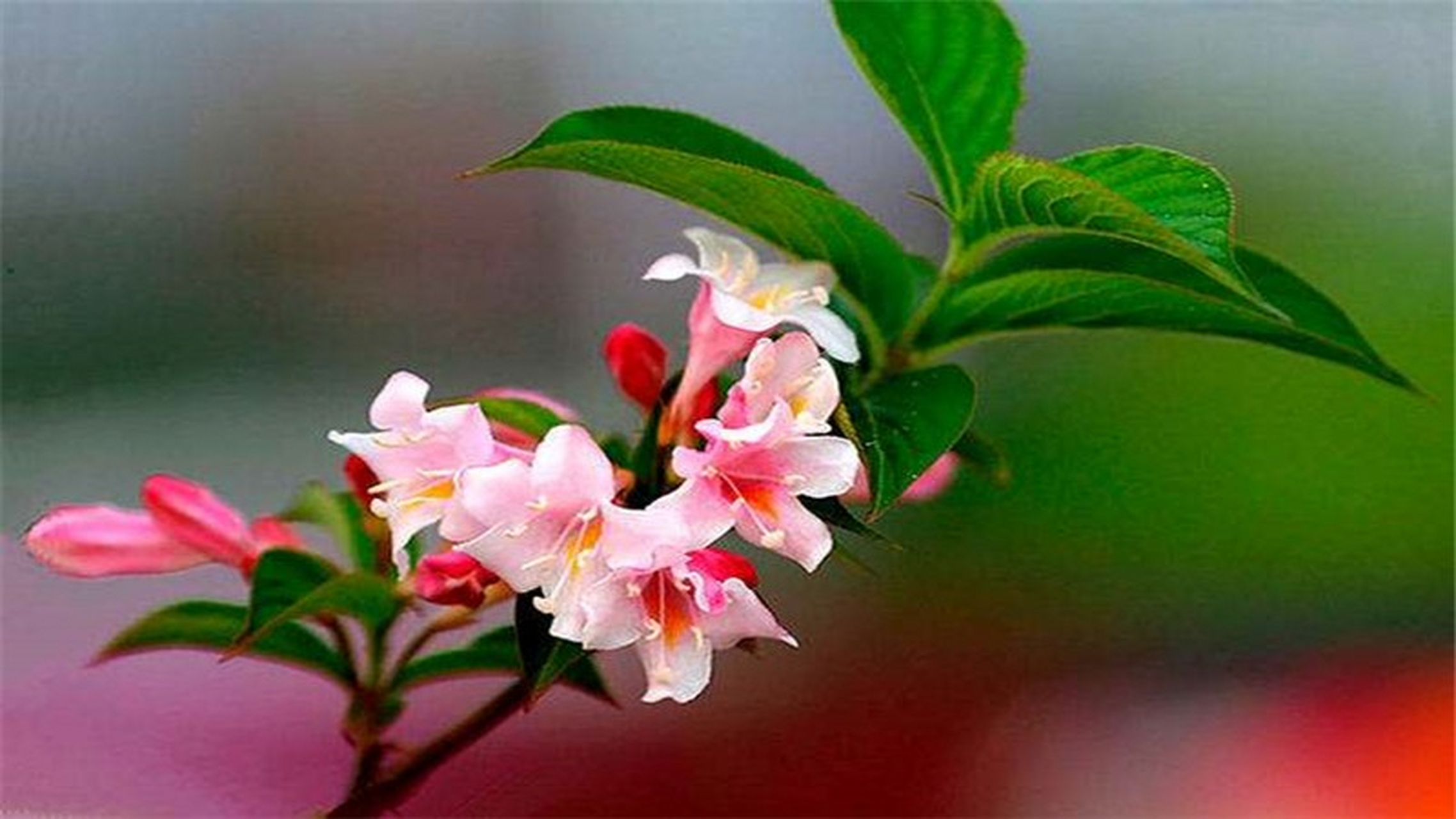 锦带花 养殖方法和注意事项  锦带花养殖,有什么技巧和注意事项?今天