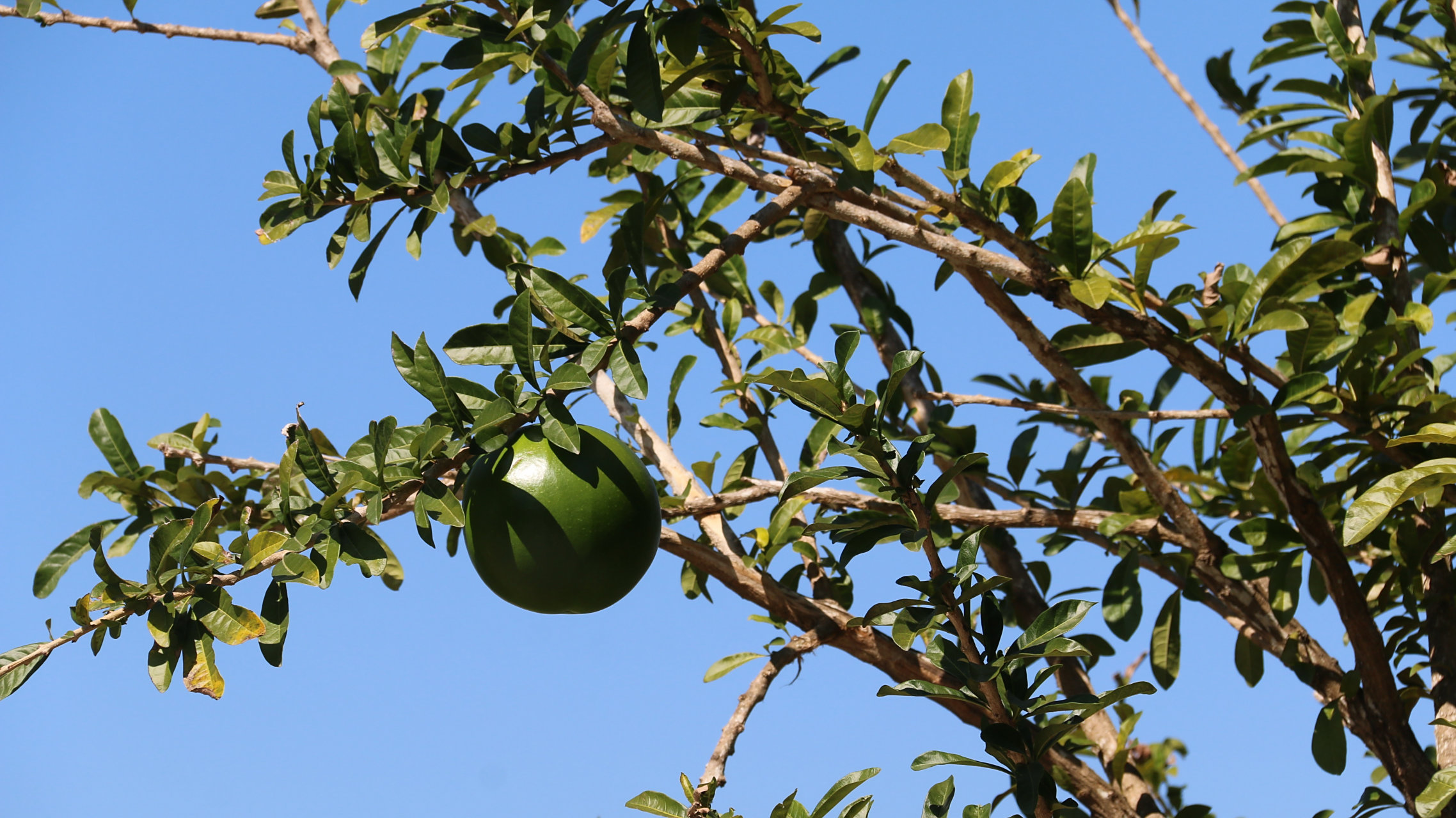 这种长在树上的西瓜,你见过吗?挂牌大号"铁西瓜".