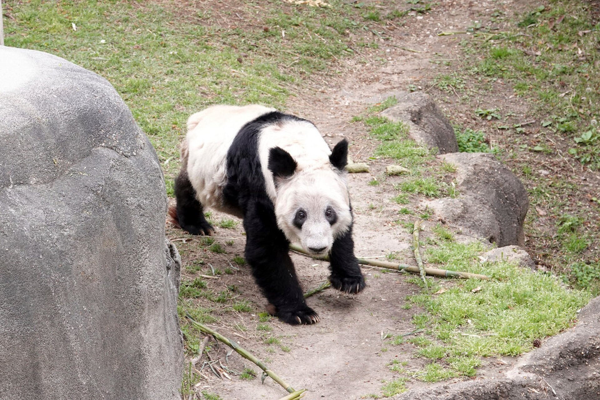 在被租借到孟菲斯动物园20年后,雌性大熊猫丫丫要回家了
