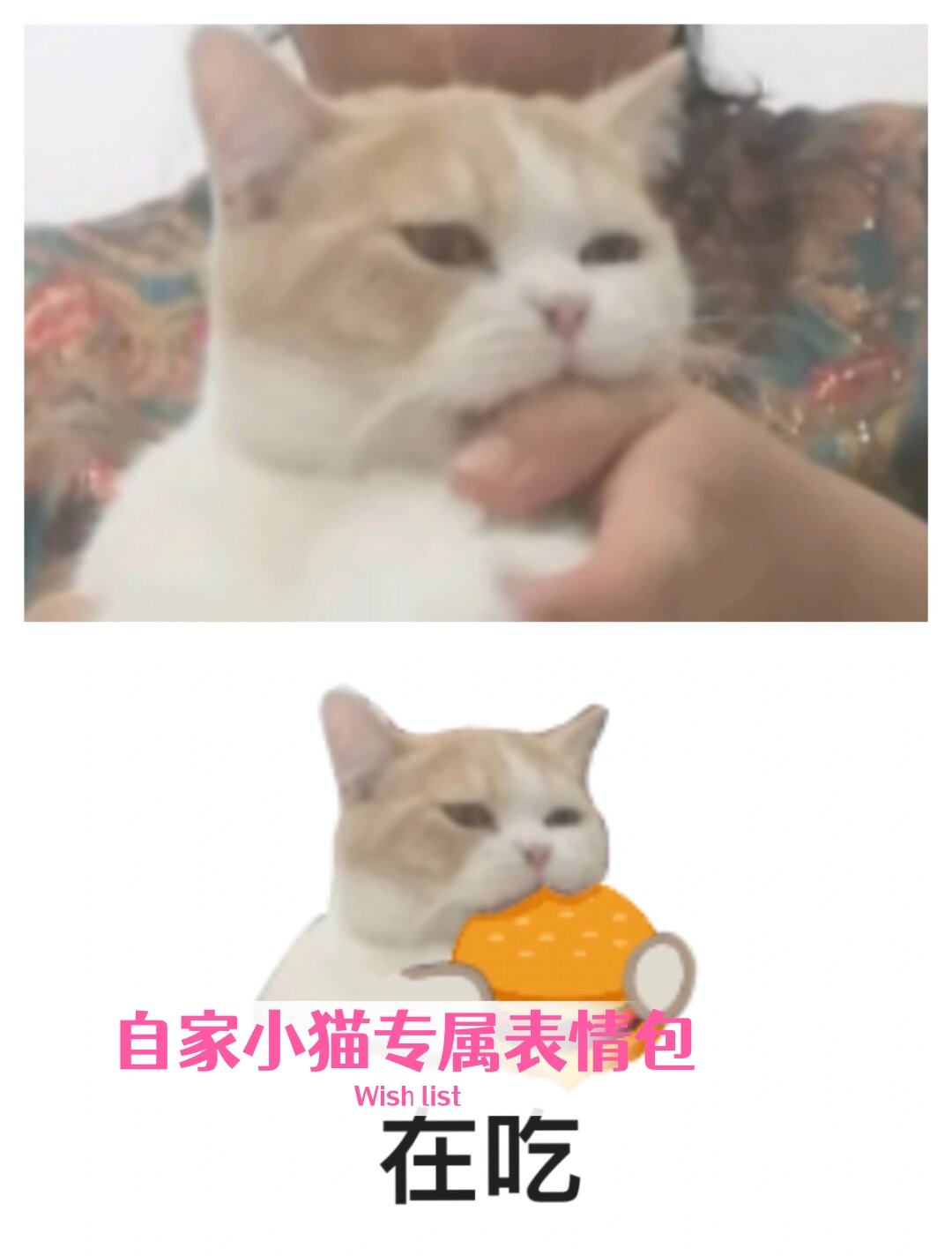 自家小猫专属表情包