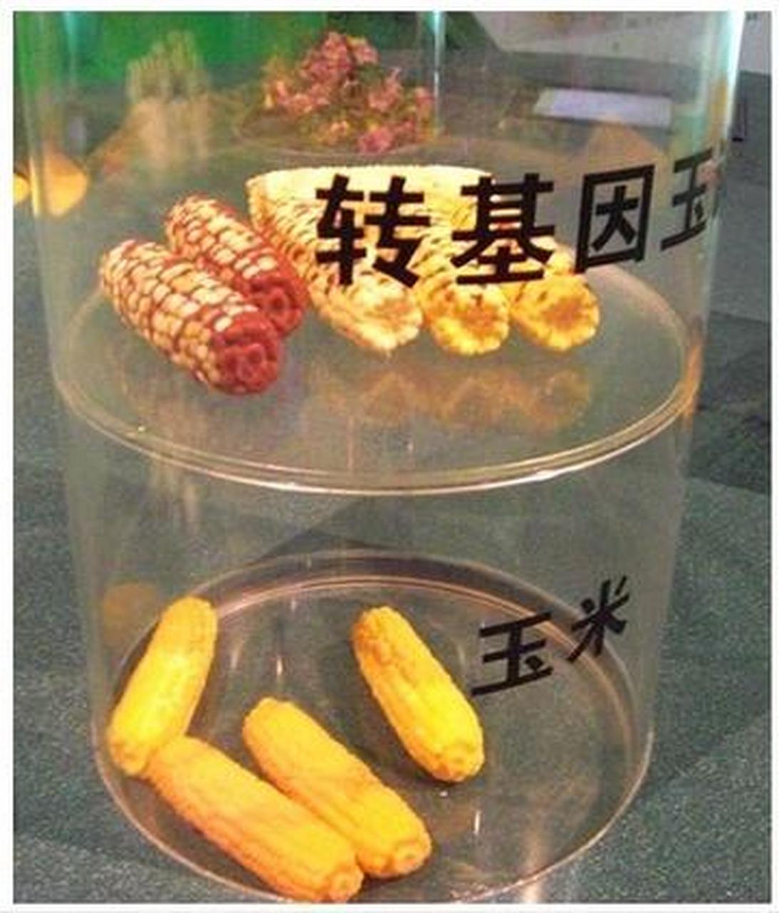 网友在线问:这是转基因玉米吗 你是否注意过,有些玉米棒上不仅有玉米