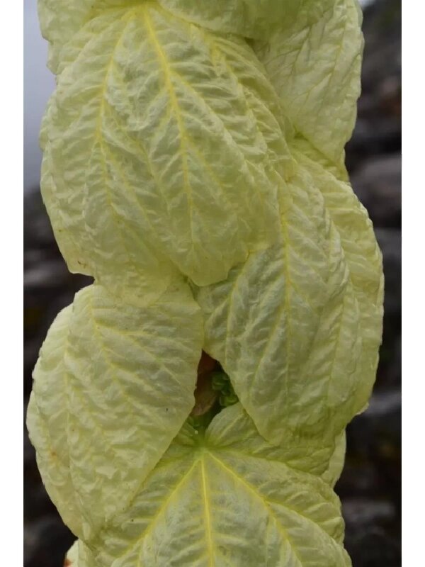 塔黄:自带大棚,向死而生  塔黄,生活在海拔4000米以上的高山地区,是一