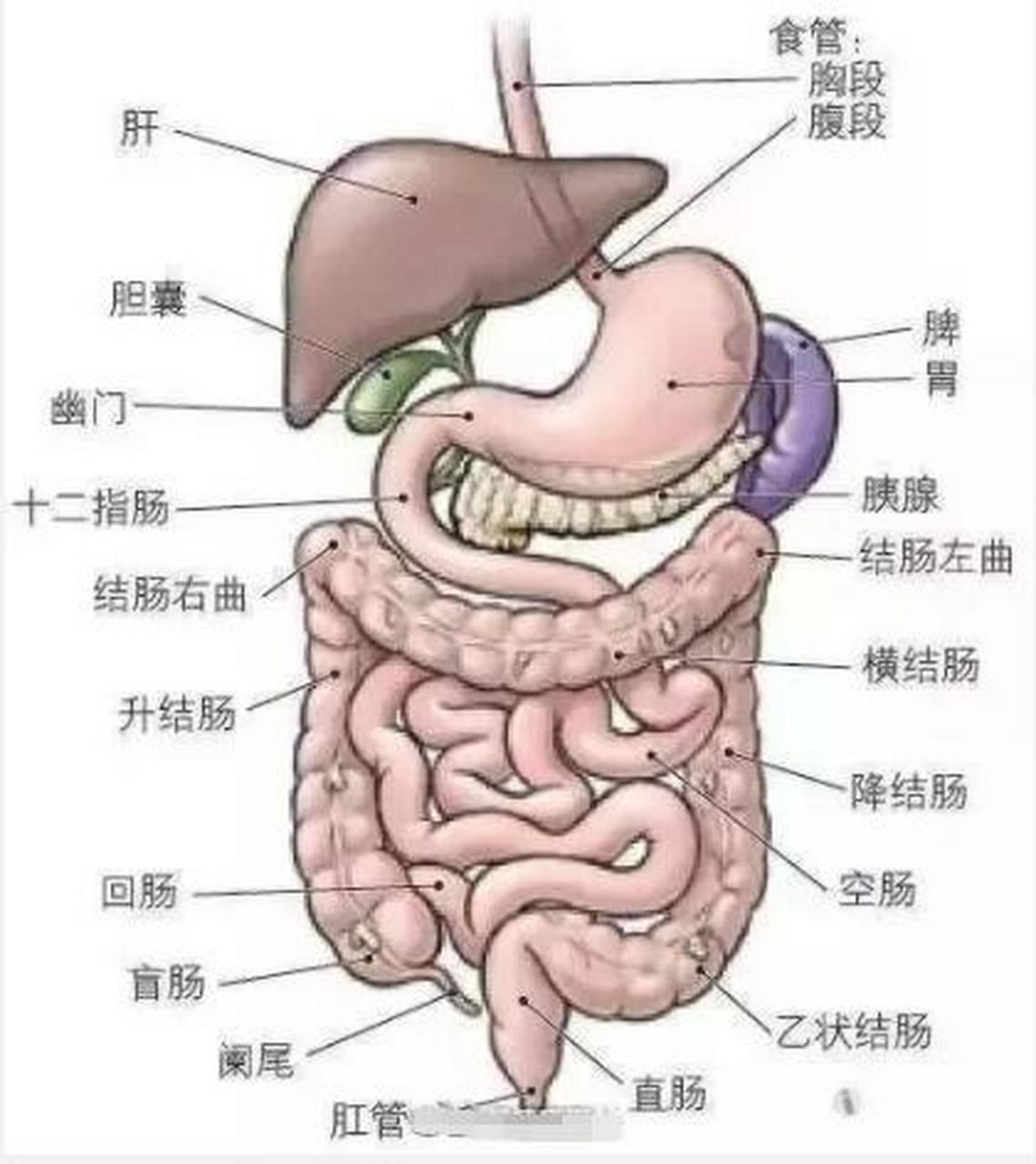 左腹器官位置图图片