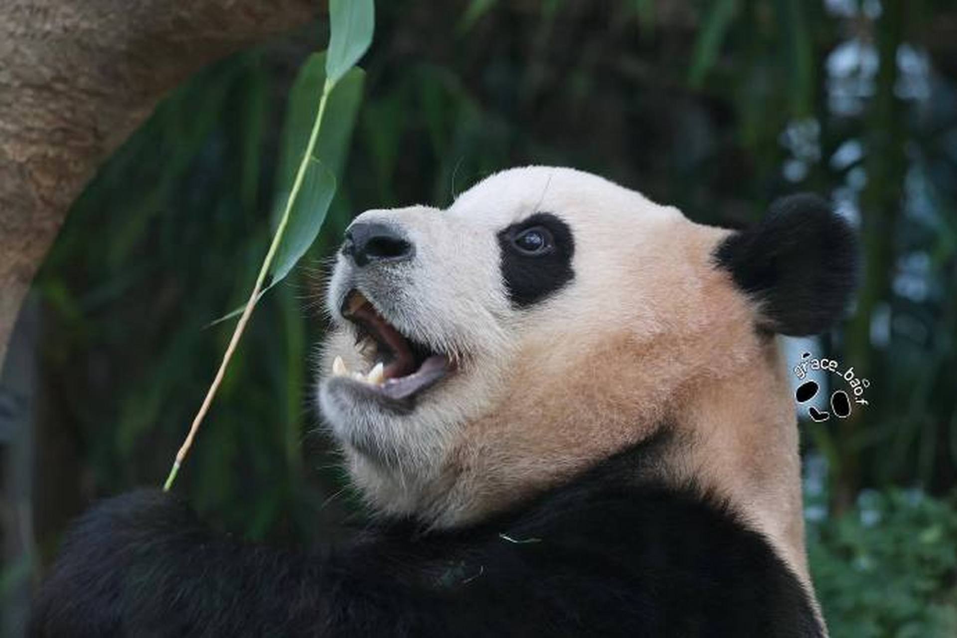 f 676767  #大熊猫福宝#  #大熊猫