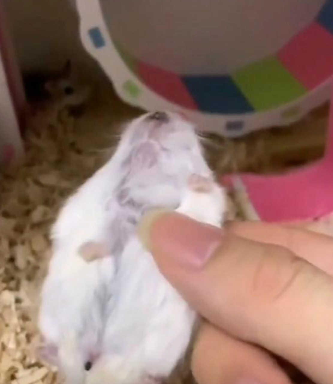 被压成鼠片的小老鼠,哈哈哈