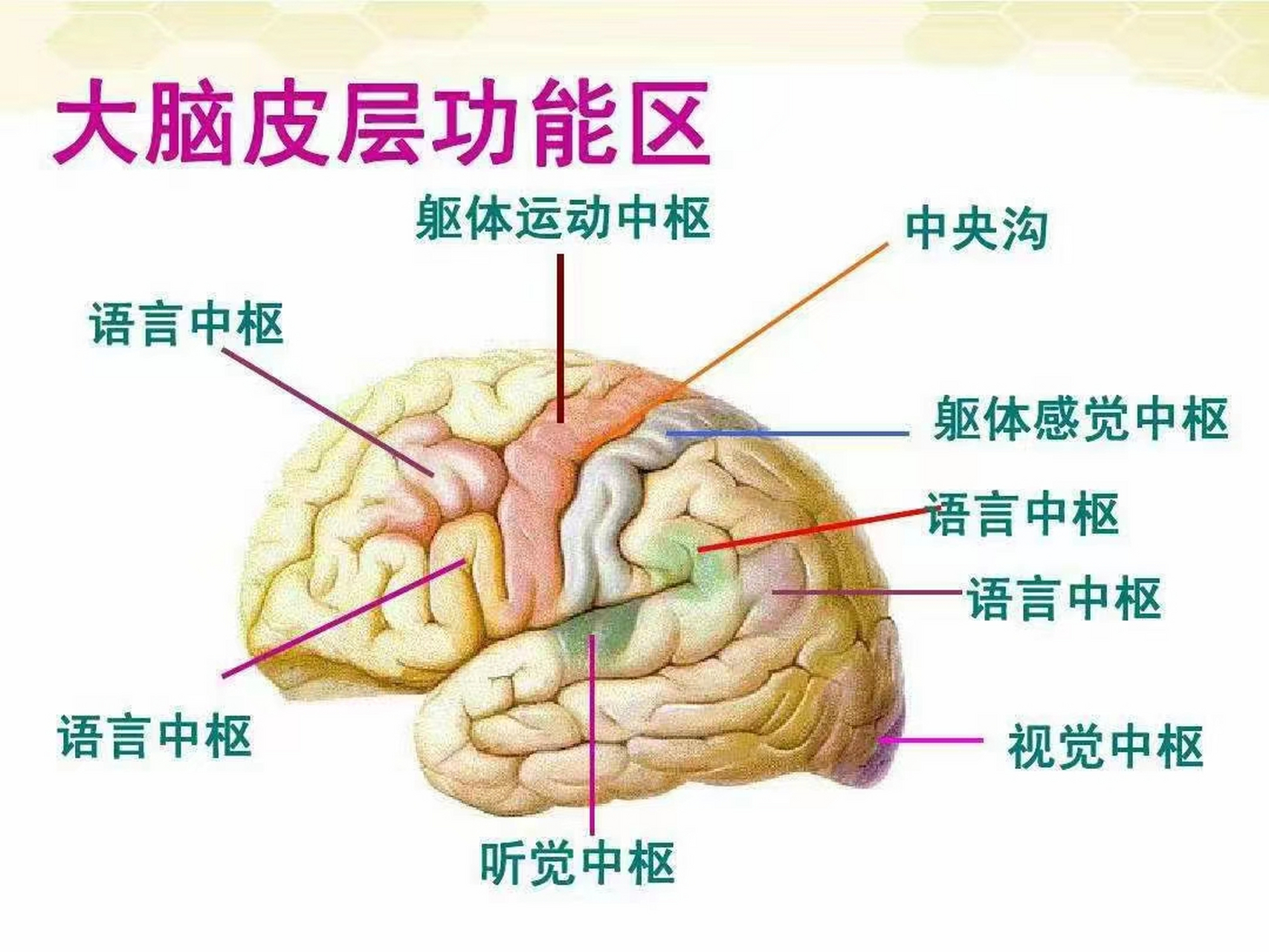 语言中枢神经包括4大神经系统,说话中枢,书写中枢,阅读中枢,理解中枢