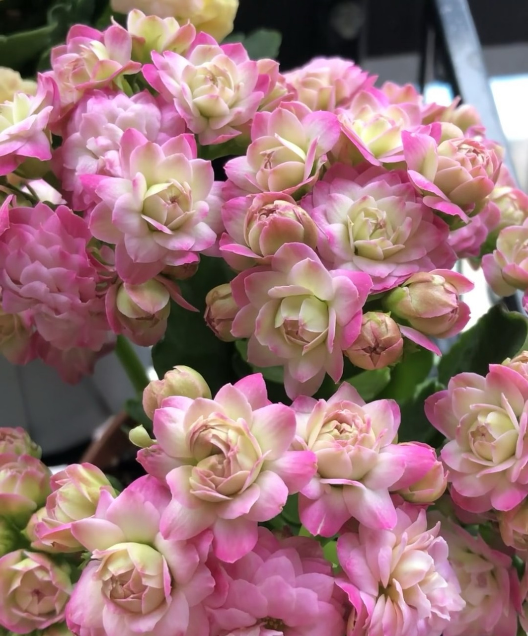 这个品种名叫"璎珞",是这几年大红大紫的新品,它的花朵重瓣,状如玫瑰