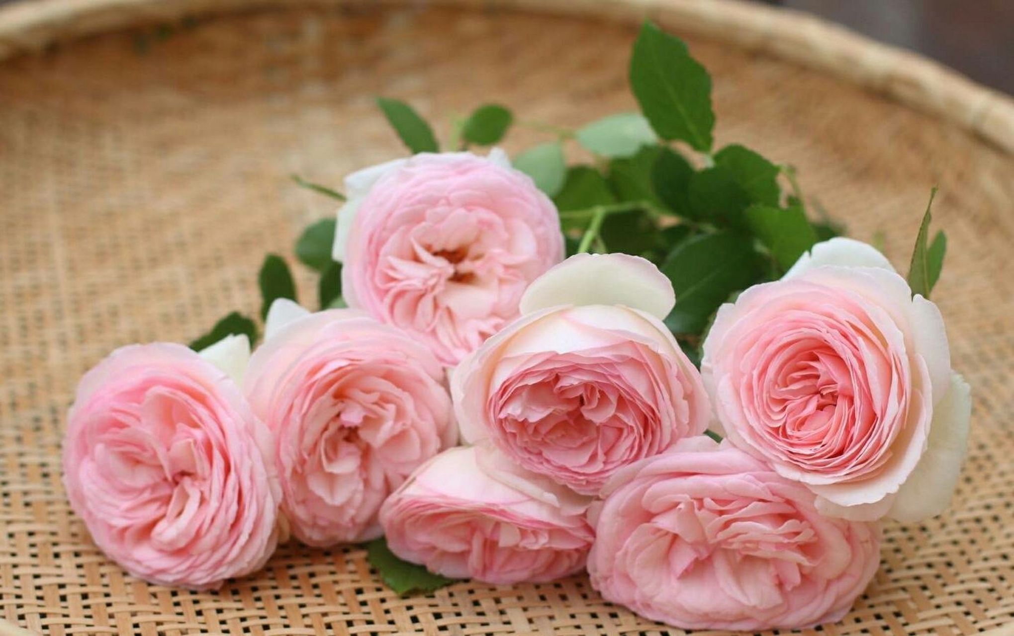 粉色龙沙宝石非常的喜欢阳光,阳光越多,它的生长速度就越快,开花量也