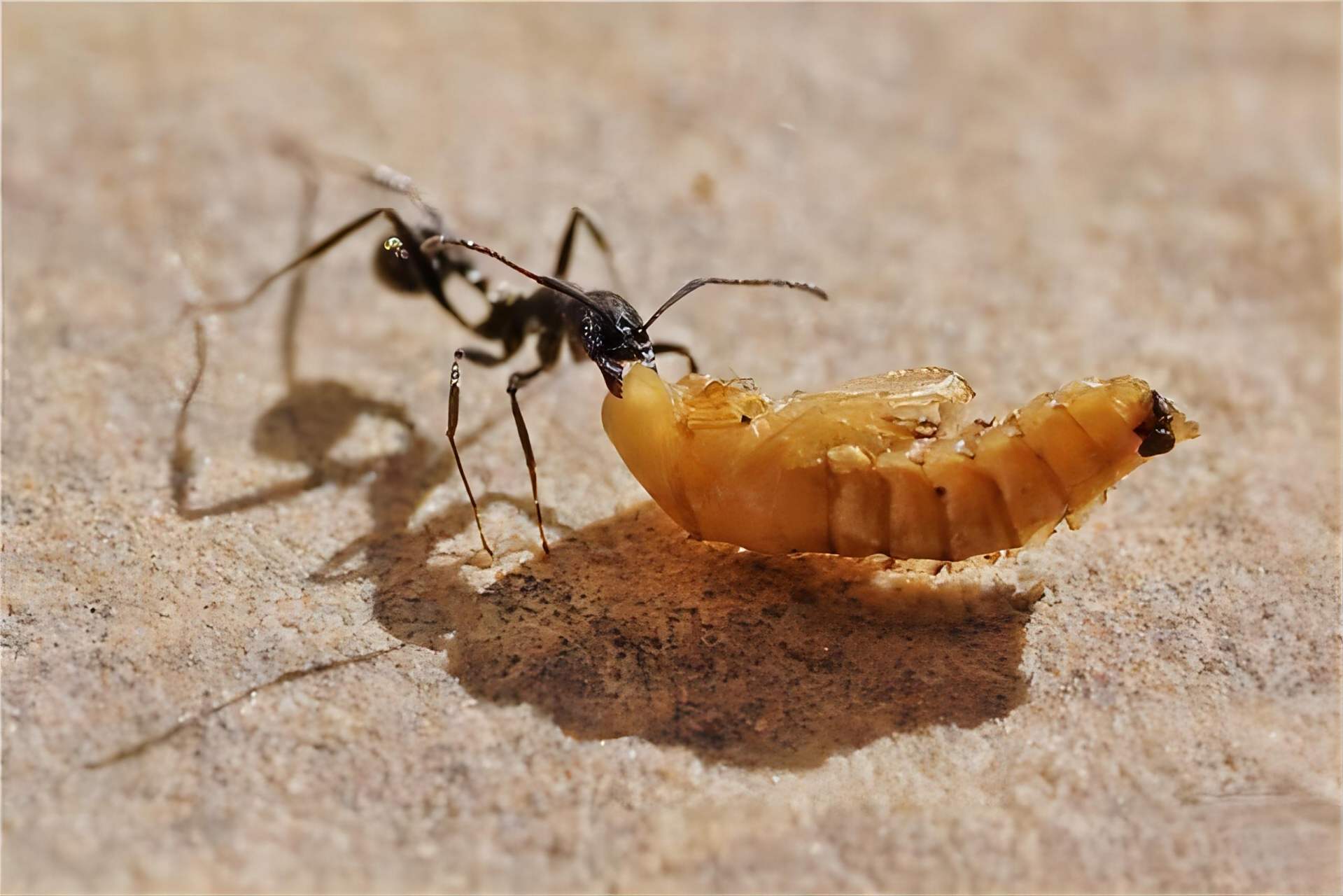 为什么蚂蚁可以搬动比自己身体大几十倍的物品?