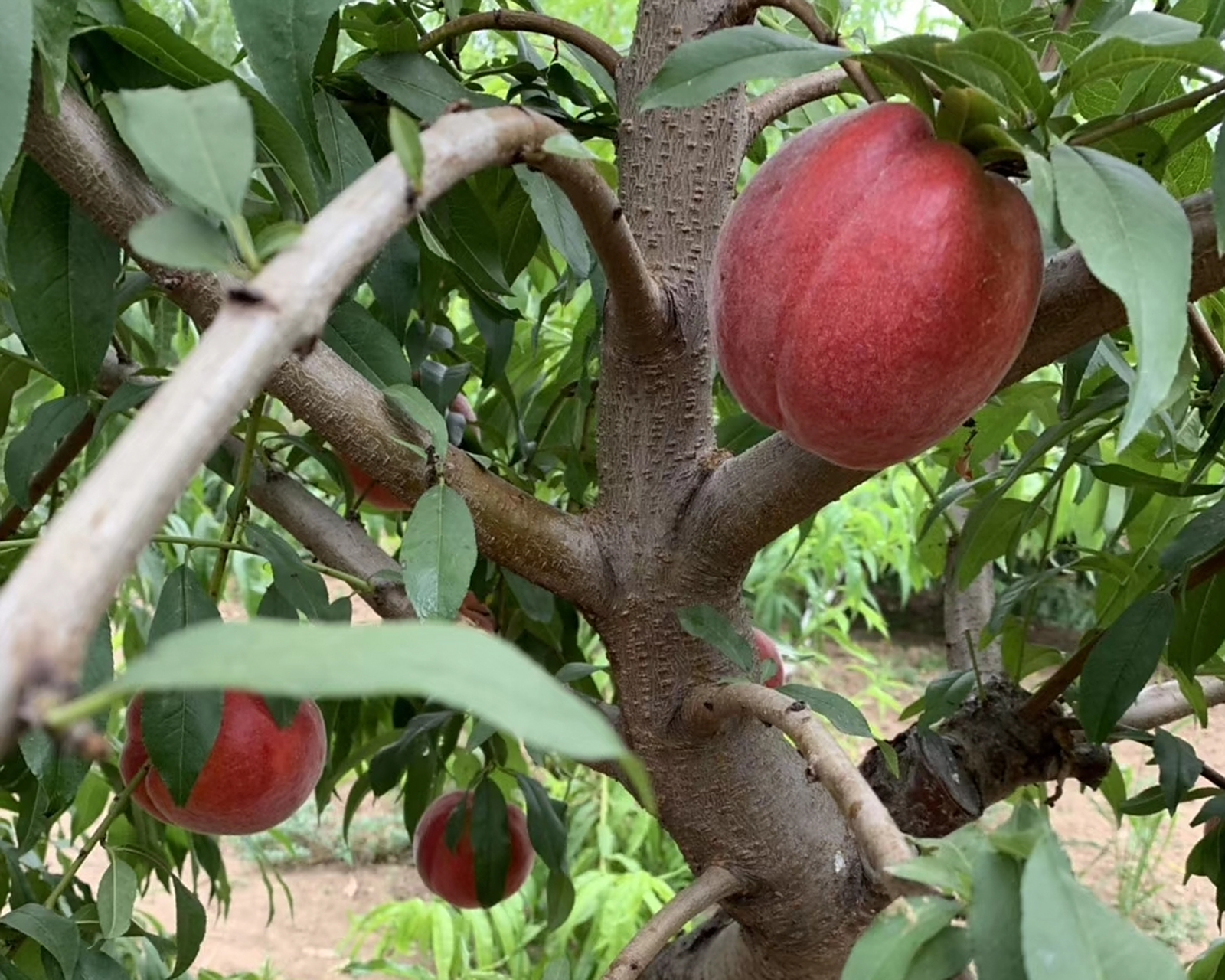 山东泽雨农业科技公司2023年重点介绍中桃金甜桃树8月份采摘中桃金甜