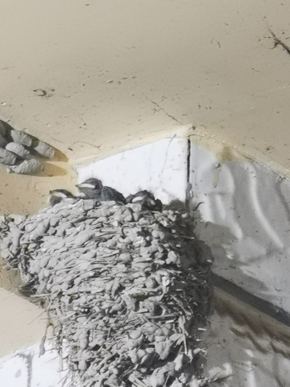 尤大姐家门前燕巢里的燕宝宝孵化了,已经长出毛了.