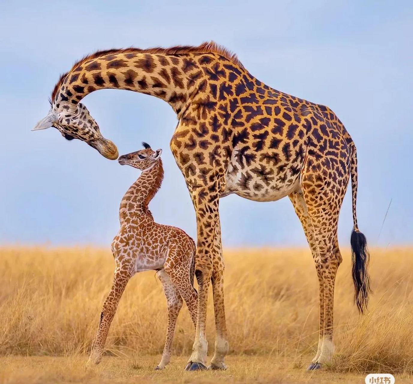 动物世界的母爱