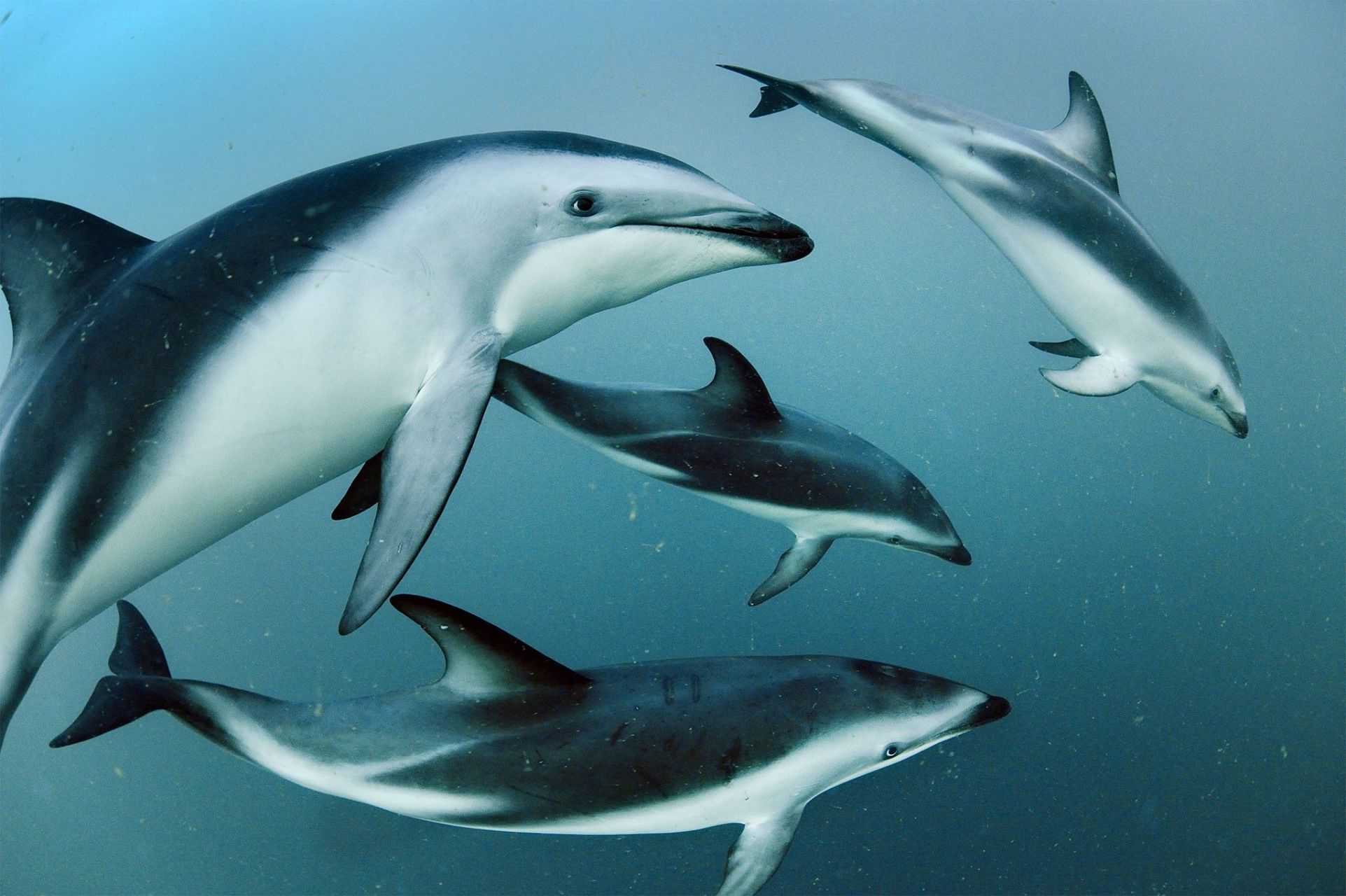 暗色斑纹海豚是一种中等体型的海豚,它的身上有黑色的条纹和斑点,尾巴