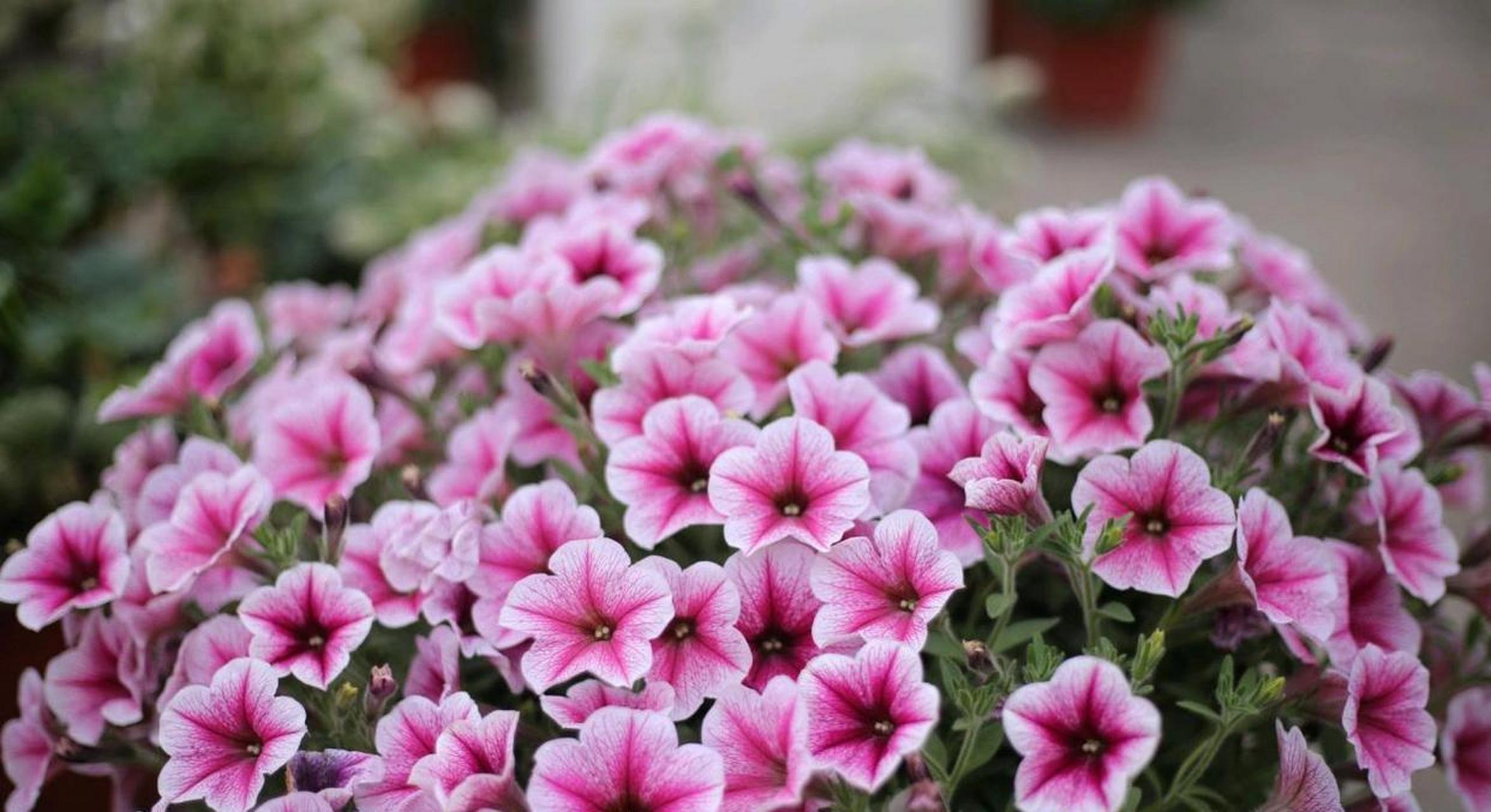 矮牵牛"冰淡粉",新手也能养爆盆的草花,每年三1月 份气温一升高就开始