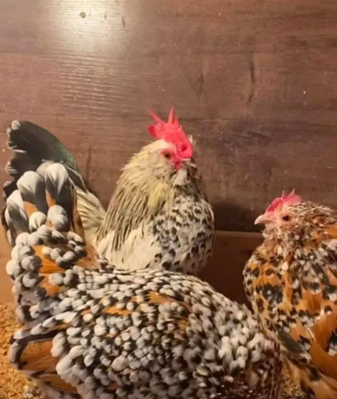 能坚持看鸡1分钟的人,一定不会患密集恐惧症    #趣图搞笑#[滑稽]